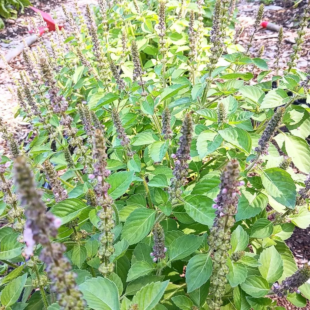 Harvested the tulsi for tea today

The currents are ripe

Protecting the hazelnuts

Potatoes flowering

Our medicinal garden haul! #tulsi #calendula #mullein #echinacea #borageflowers chamomile and arnica flowers