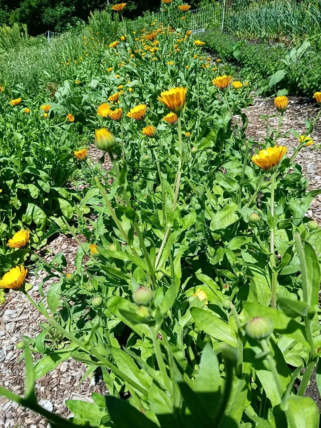 Calendulas daily and a pepper! #vermonthomestead #calendula #pepper