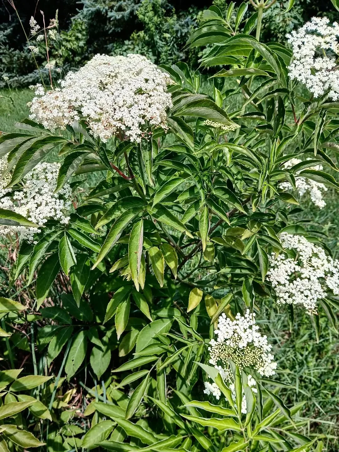 #elderflower #echinaceaflower #beebalm
