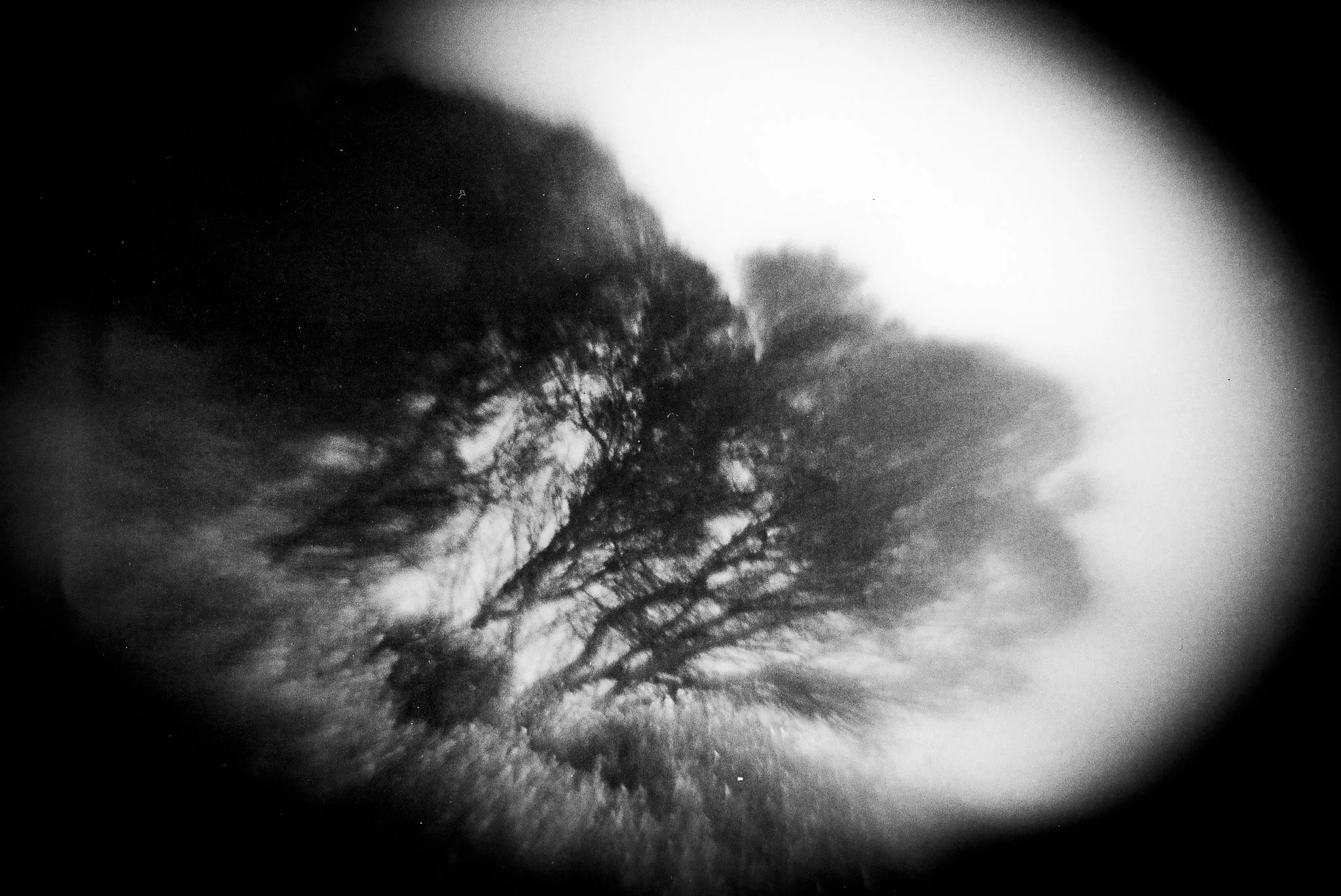 Warped Tree.jpg
