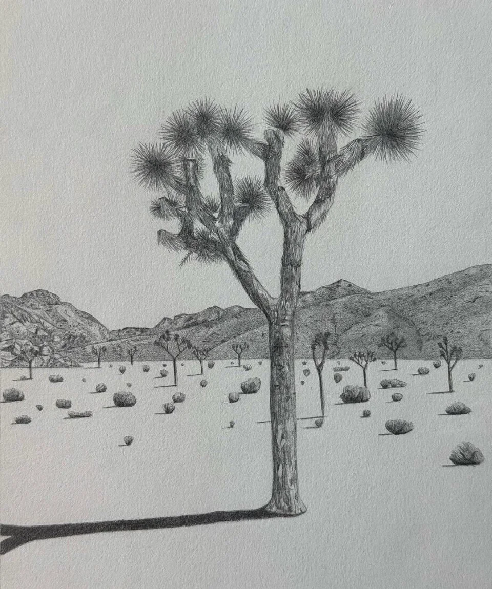Joshua tree sketch