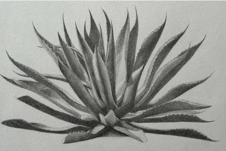 Agave