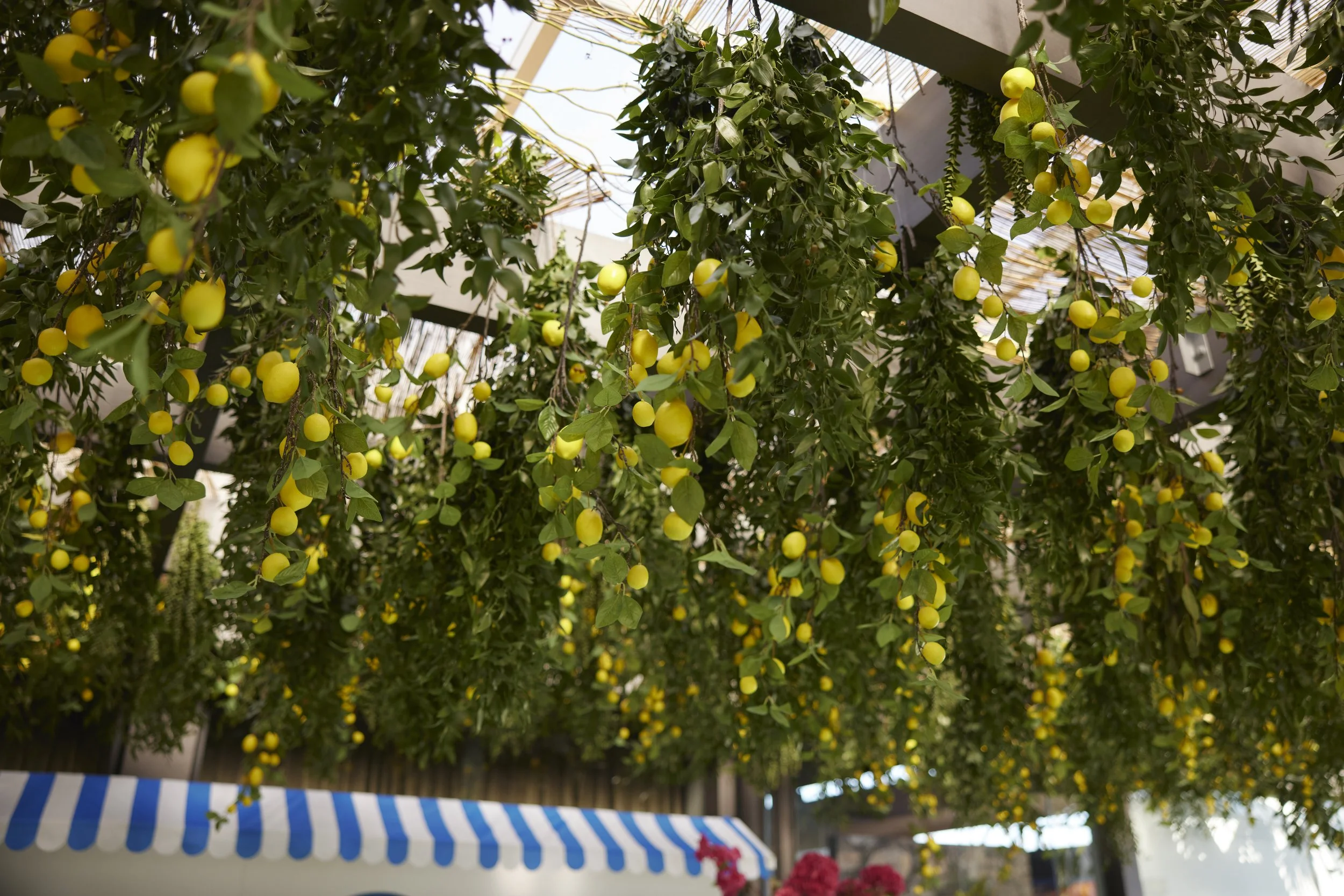 Hanging yellow lemon trees inside a greenhouse with a blue-and-white striped awning at the bottom of the image.