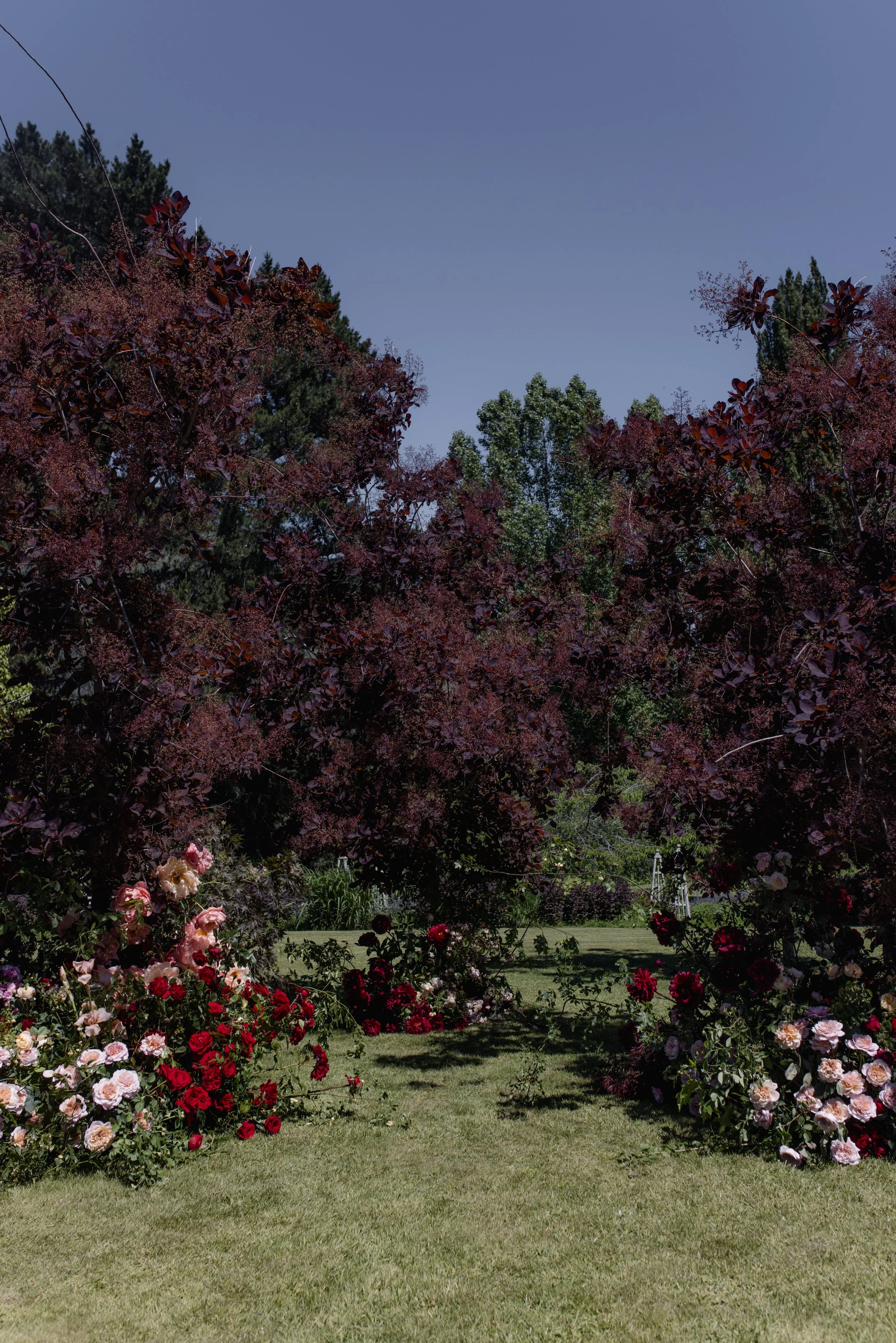 A garden with blooming red, pink, and white roses in the foreground, lush green grass, and trees with pink and green leaves under a clear blue sky.