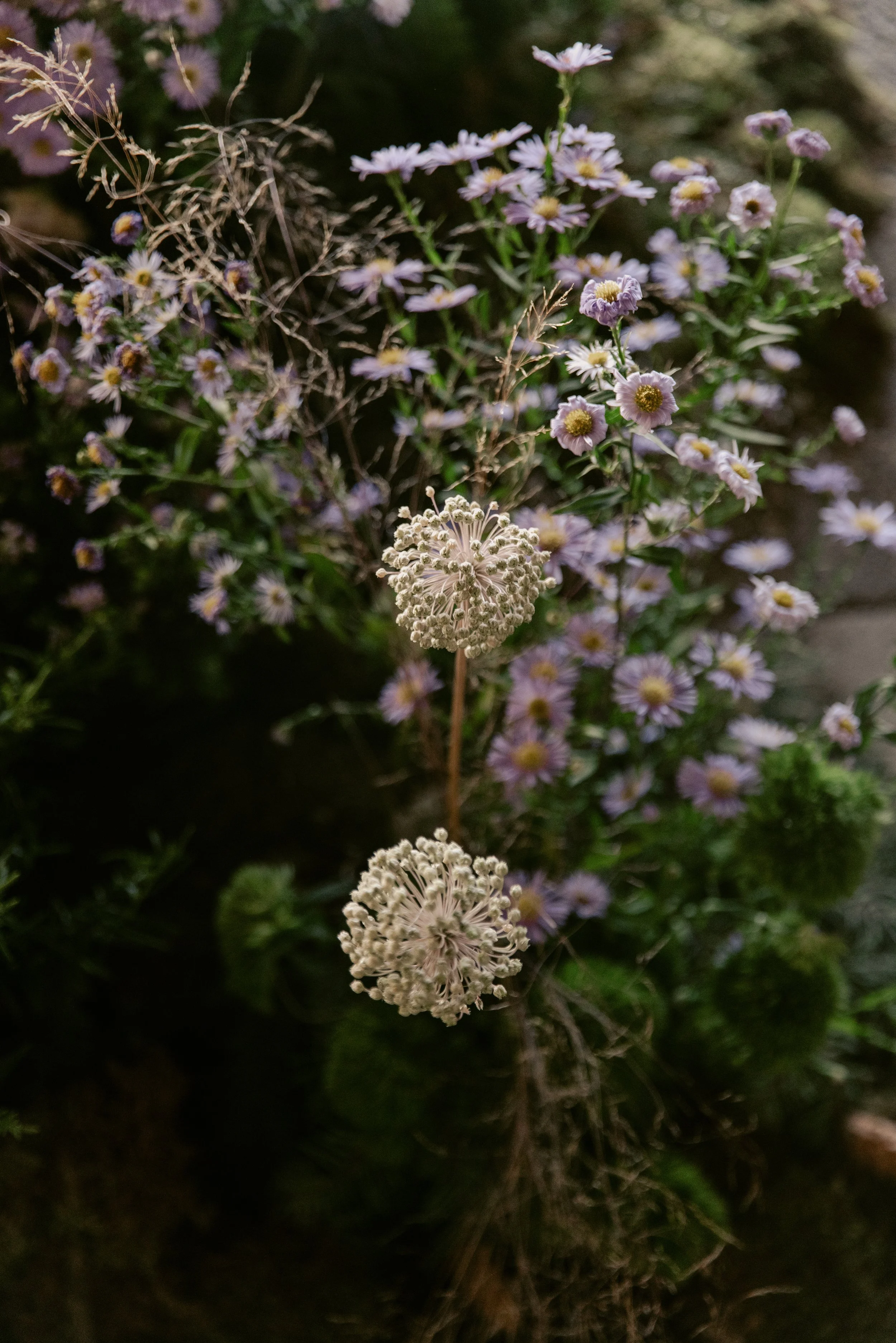 Close-up of small white and purple flowers growing among green leaves and dry grass in a garden bed.