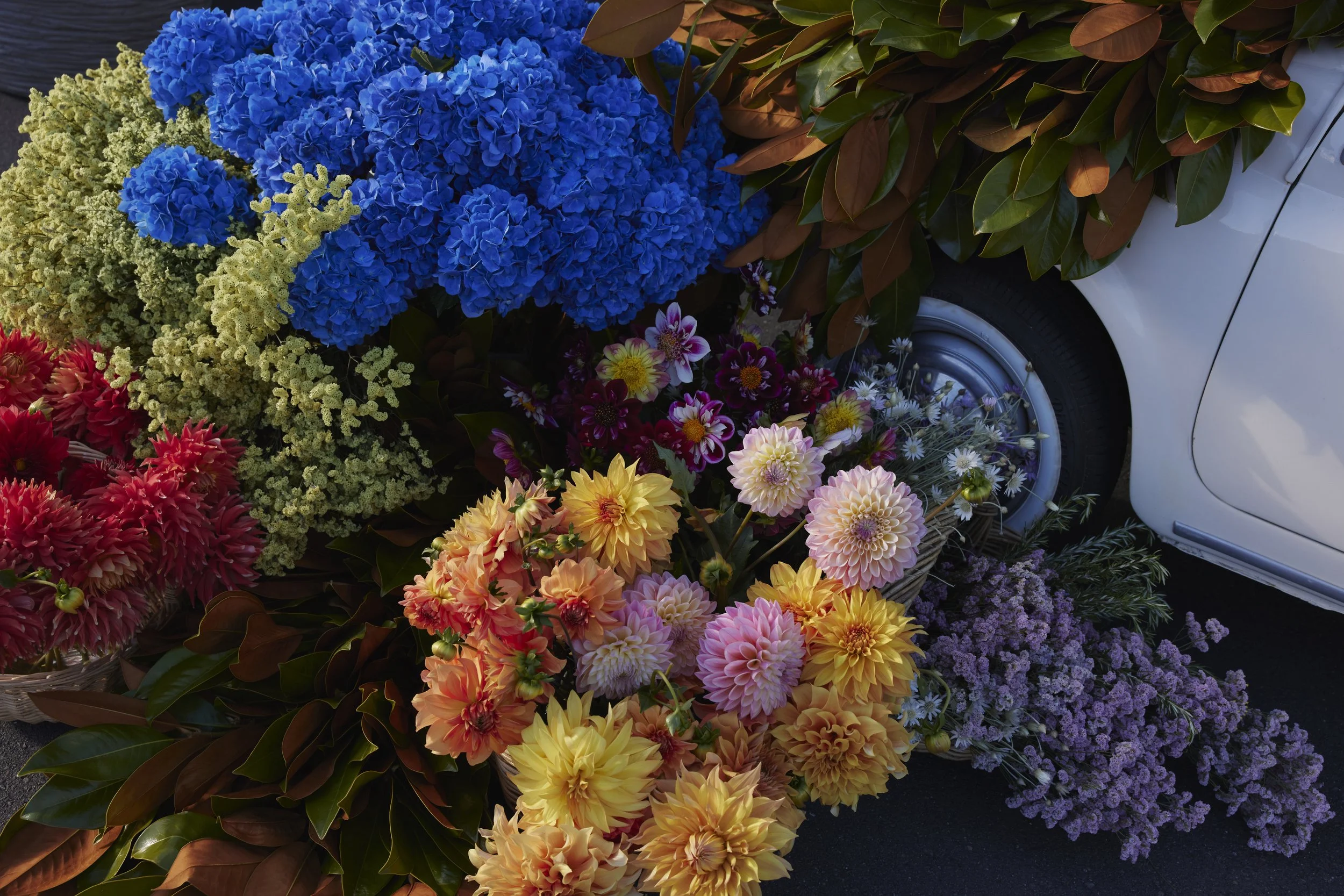 A collection of vibrant flowers including blue hydrangeas, pink dahlias, yellow dahlias, and other small flowering plants arranged near a white car.