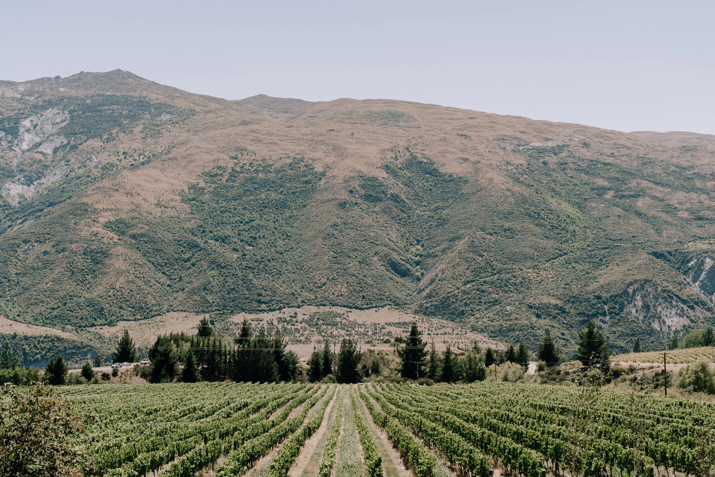 Vineyard with rows of grapevines in the foreground and a mountain in the background under a clear sky.
