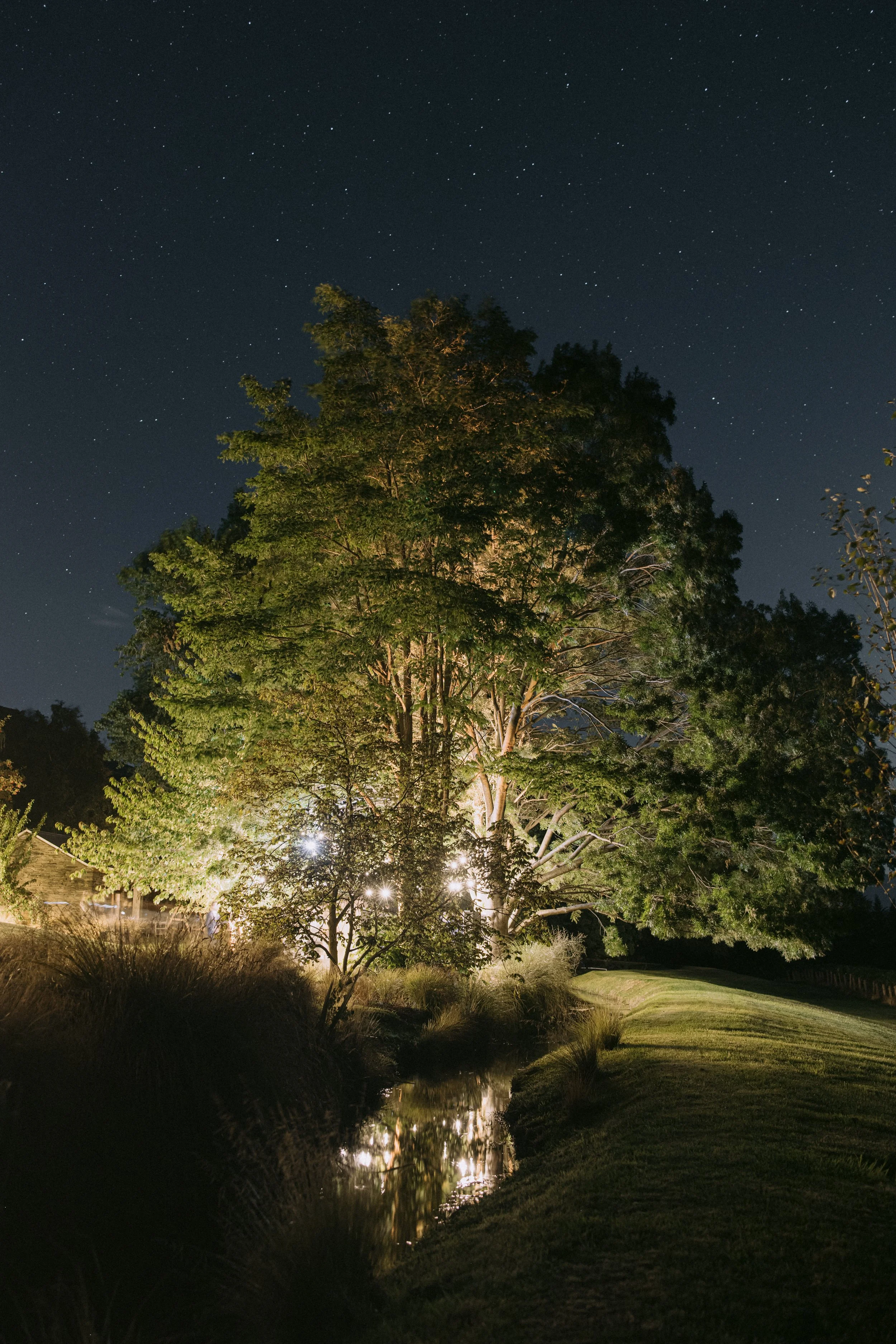 Nighttime scene featuring a large illuminated tree near a small water body, with a clear starry sky above.