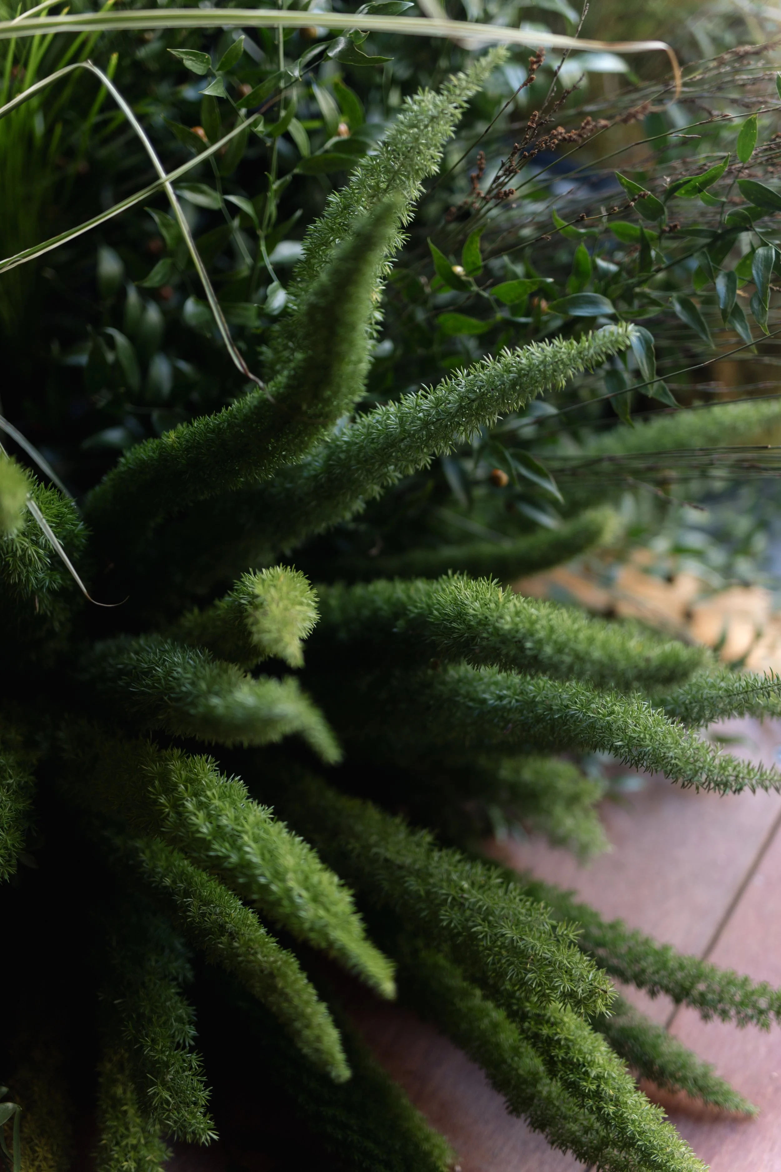 Close-up of green, fuzzy, elongated plant stems surrounded by dark green leaves and dry grass.