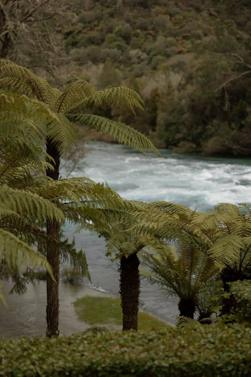 Ferns growing near a river with flowing water, surrounded by dense trees and vegetation in a natural outdoor setting.