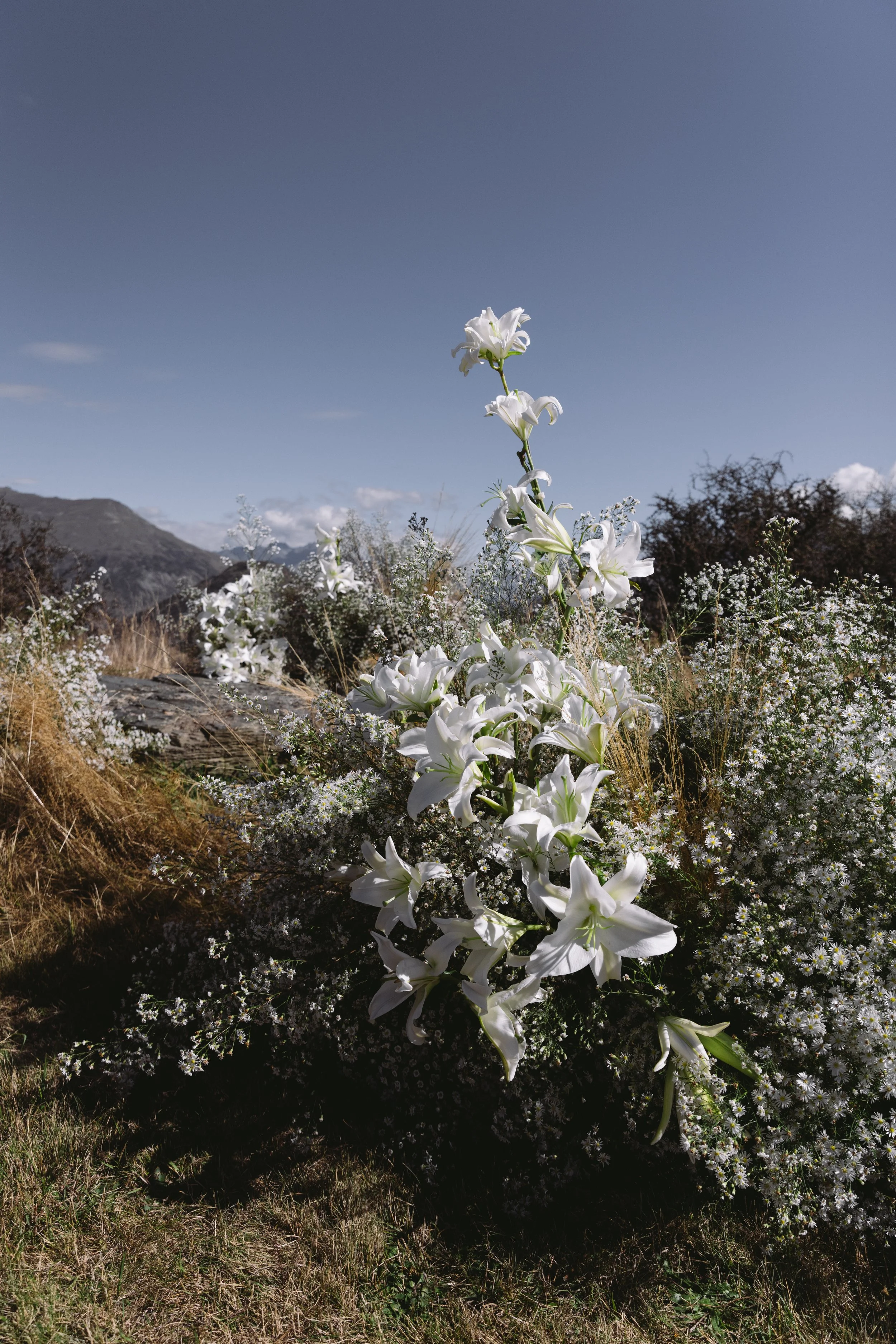 A tall white flower, possibly a lily, growing among smaller white wildflowers and dry grass in a mountainous landscape with clear blue sky.