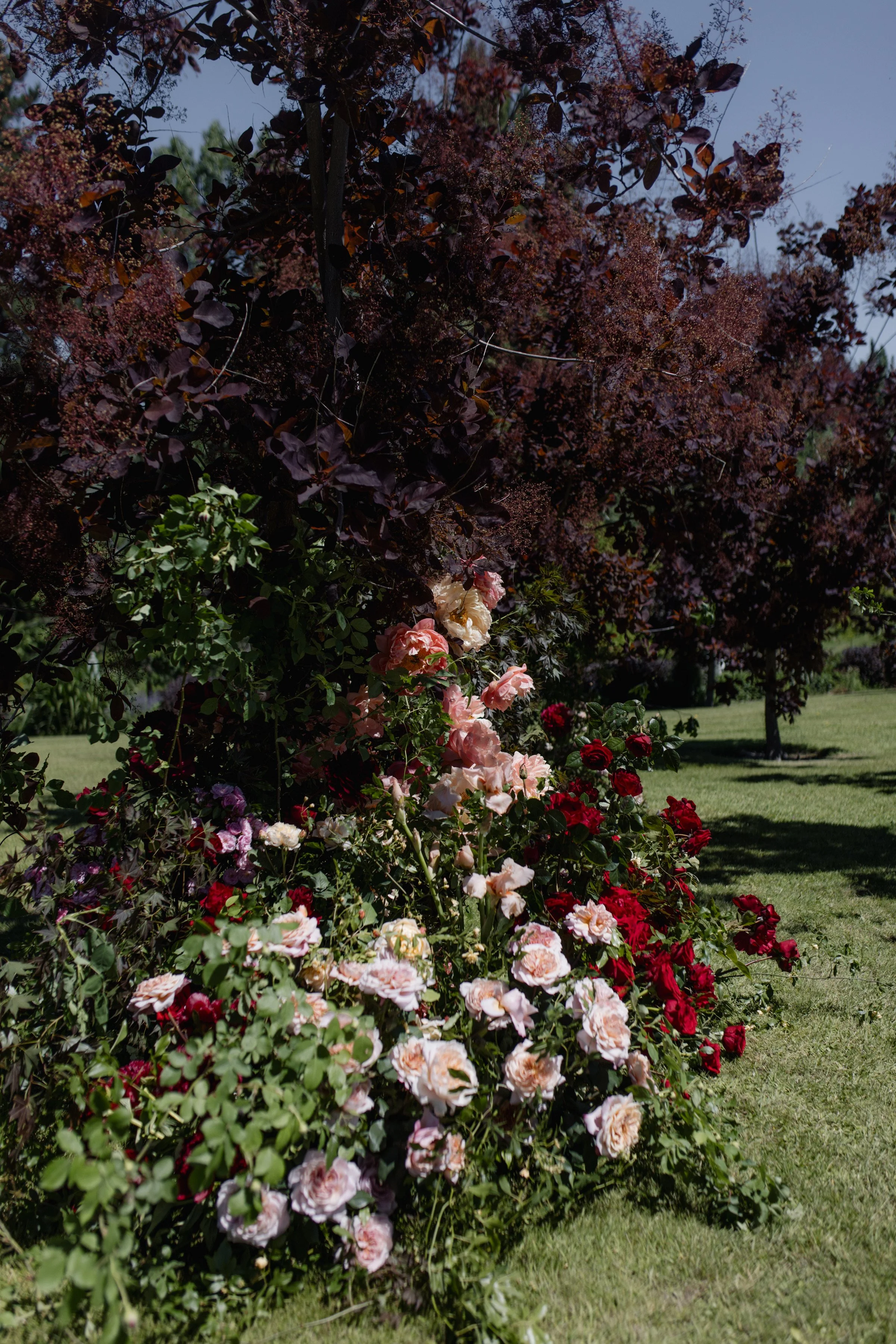 A garden with a draped flowering vine with dark purple leaves and pink, white, and red roses on the ground below, against a background of green grass and trees under a clear blue sky.