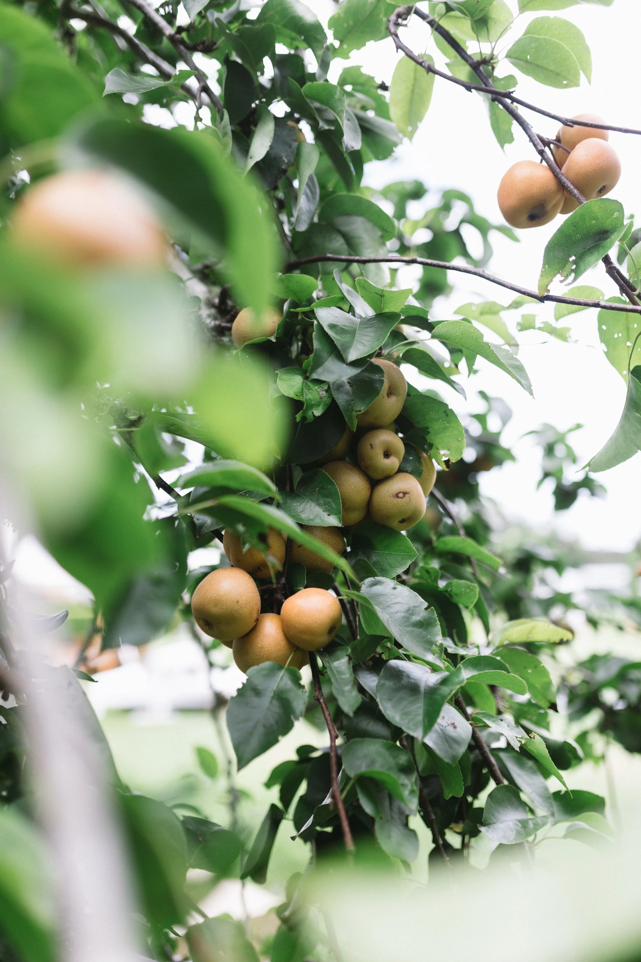 Clusters of brown pears growing on a tree branch surrounded by green leaves.