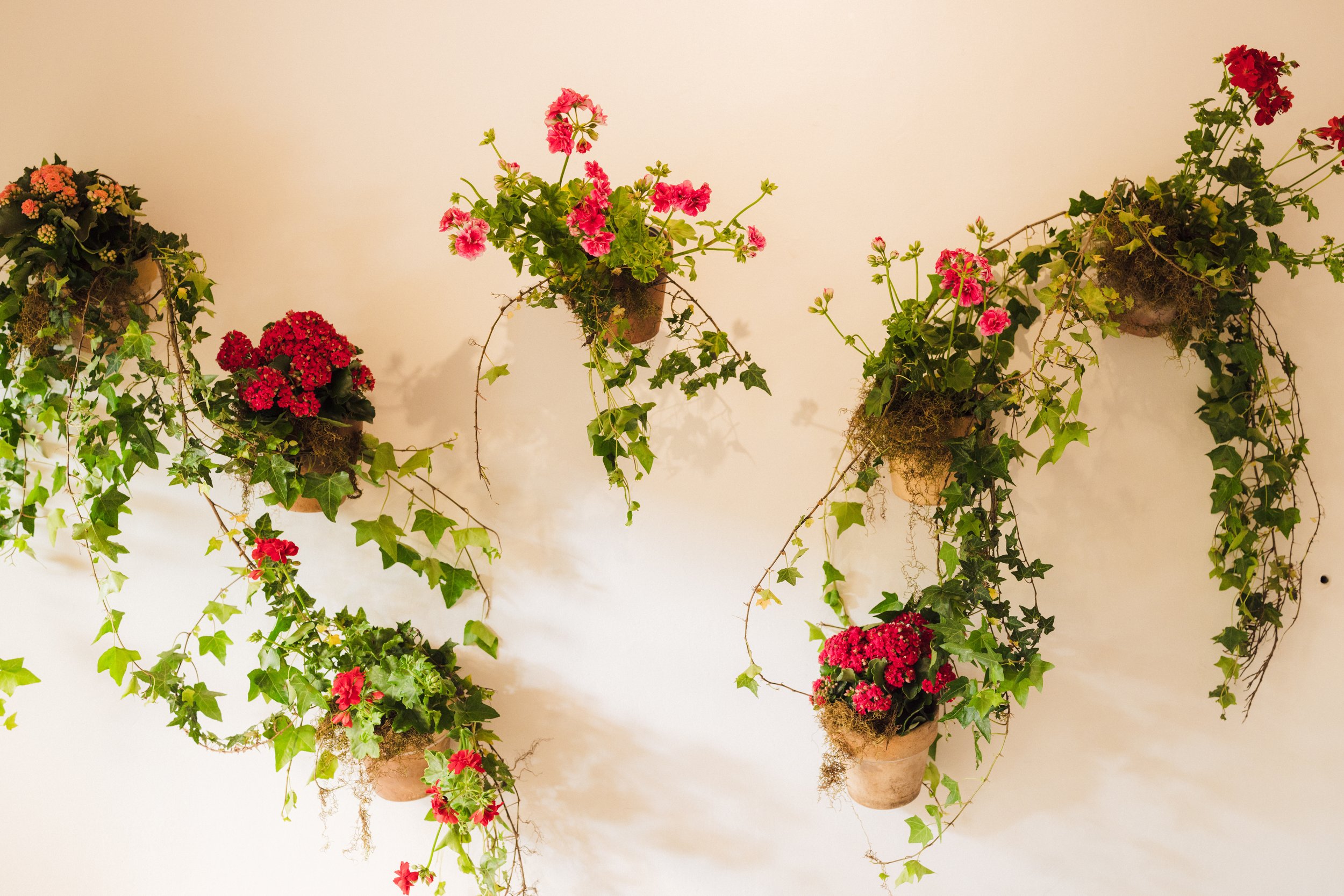 Hanging flower arrangements with pink and red flowers and green vines on a white wall.