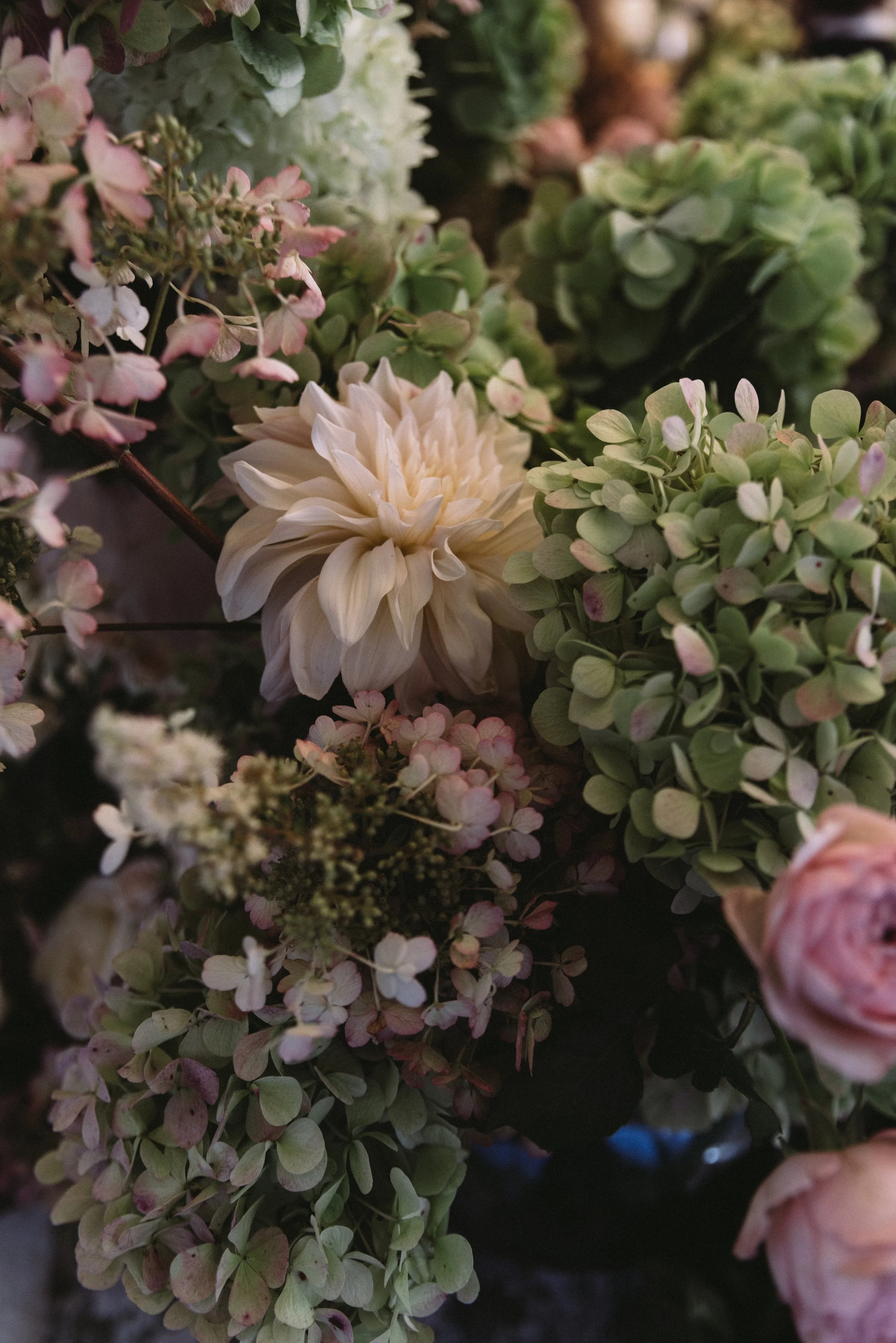 Close-up of various hydrangea flowers in light pink, green, and cream, with some flowers fading and some with vibrant blooms.