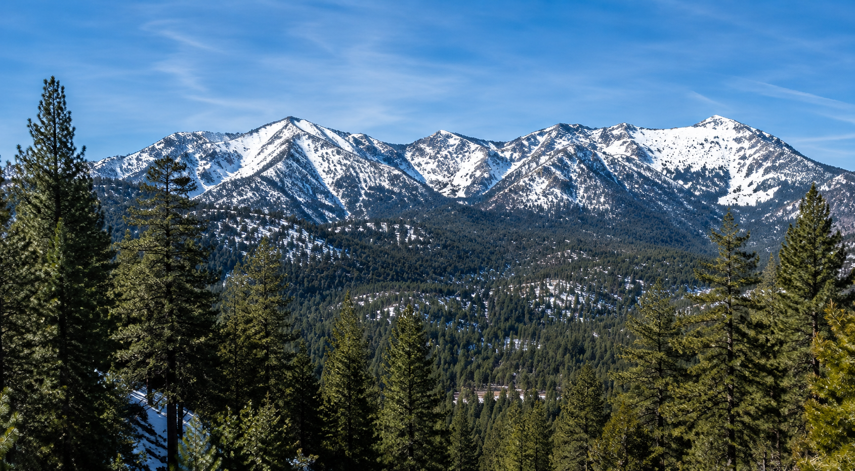 Snow-capped mountains in the background with dense green pine trees in the foreground under a clear blue sky.