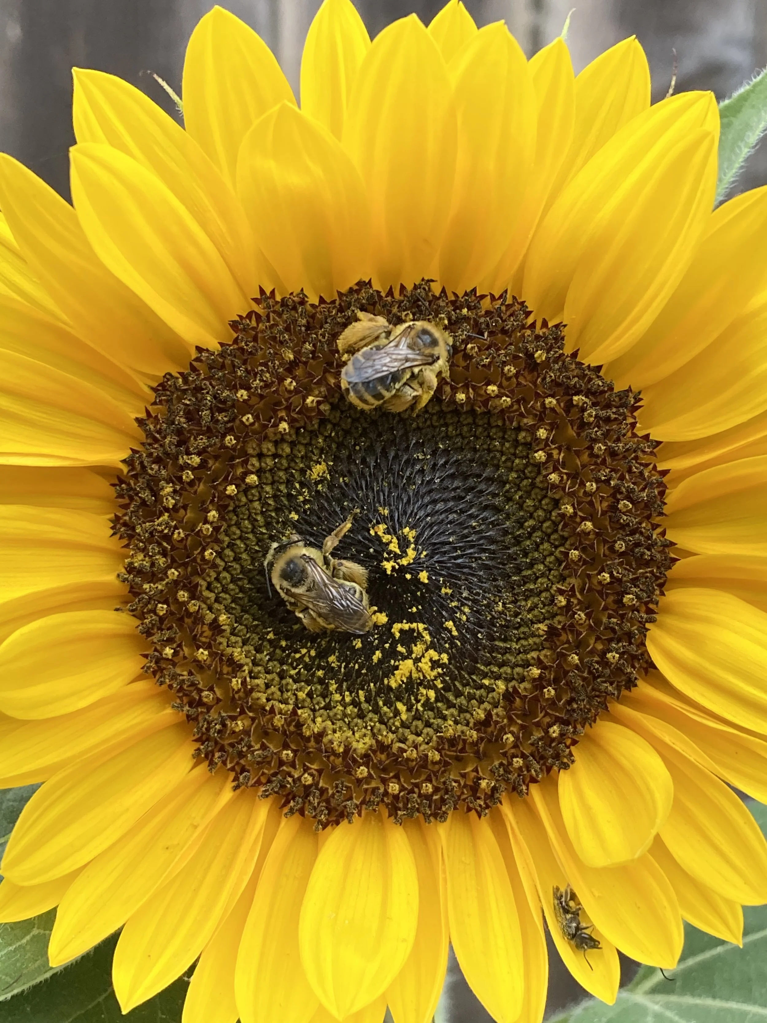 sunflower bees.jpeg