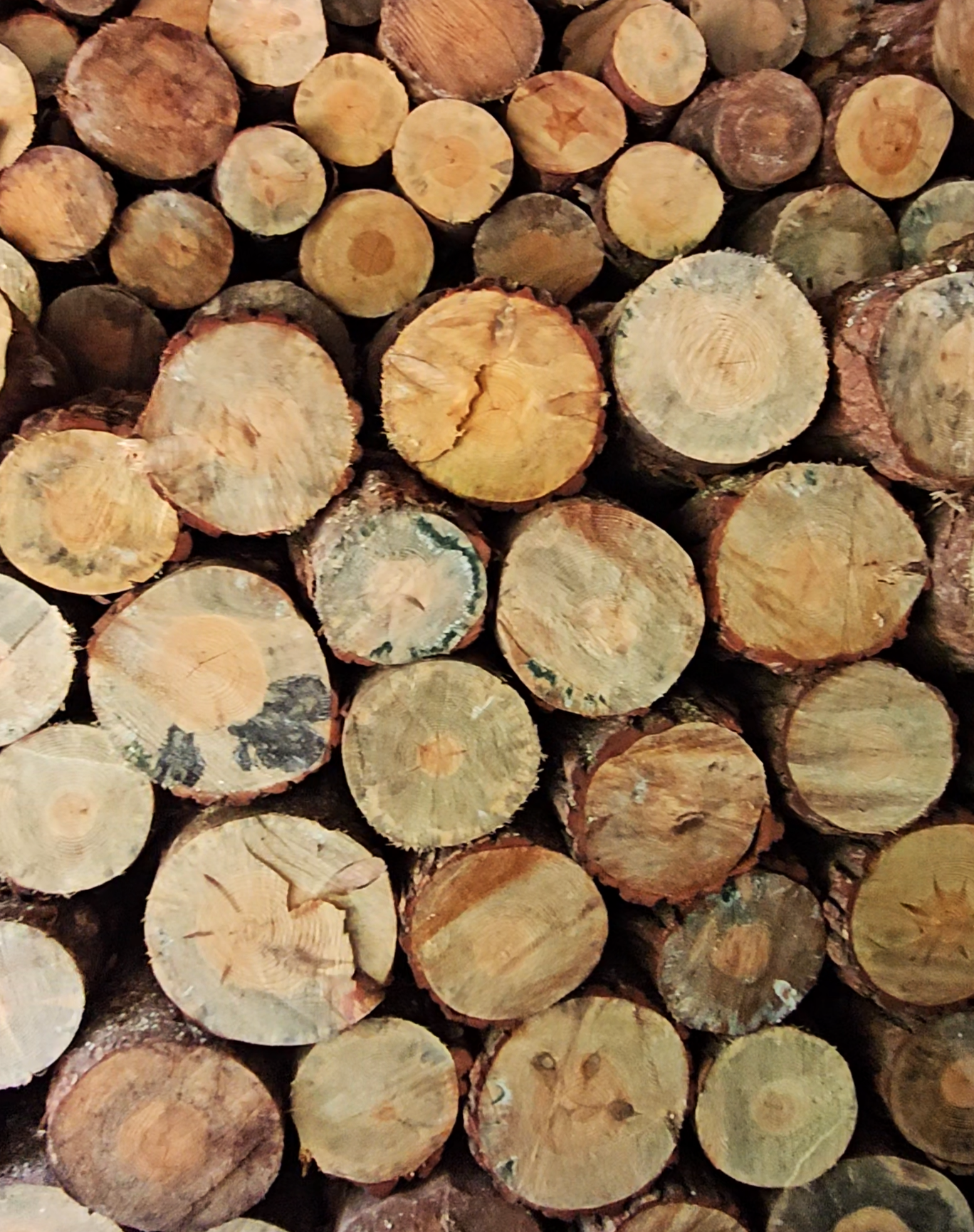 A stack of cut logs showing the circular cross-sections of the wood with visible rings and varying shades of brown.
