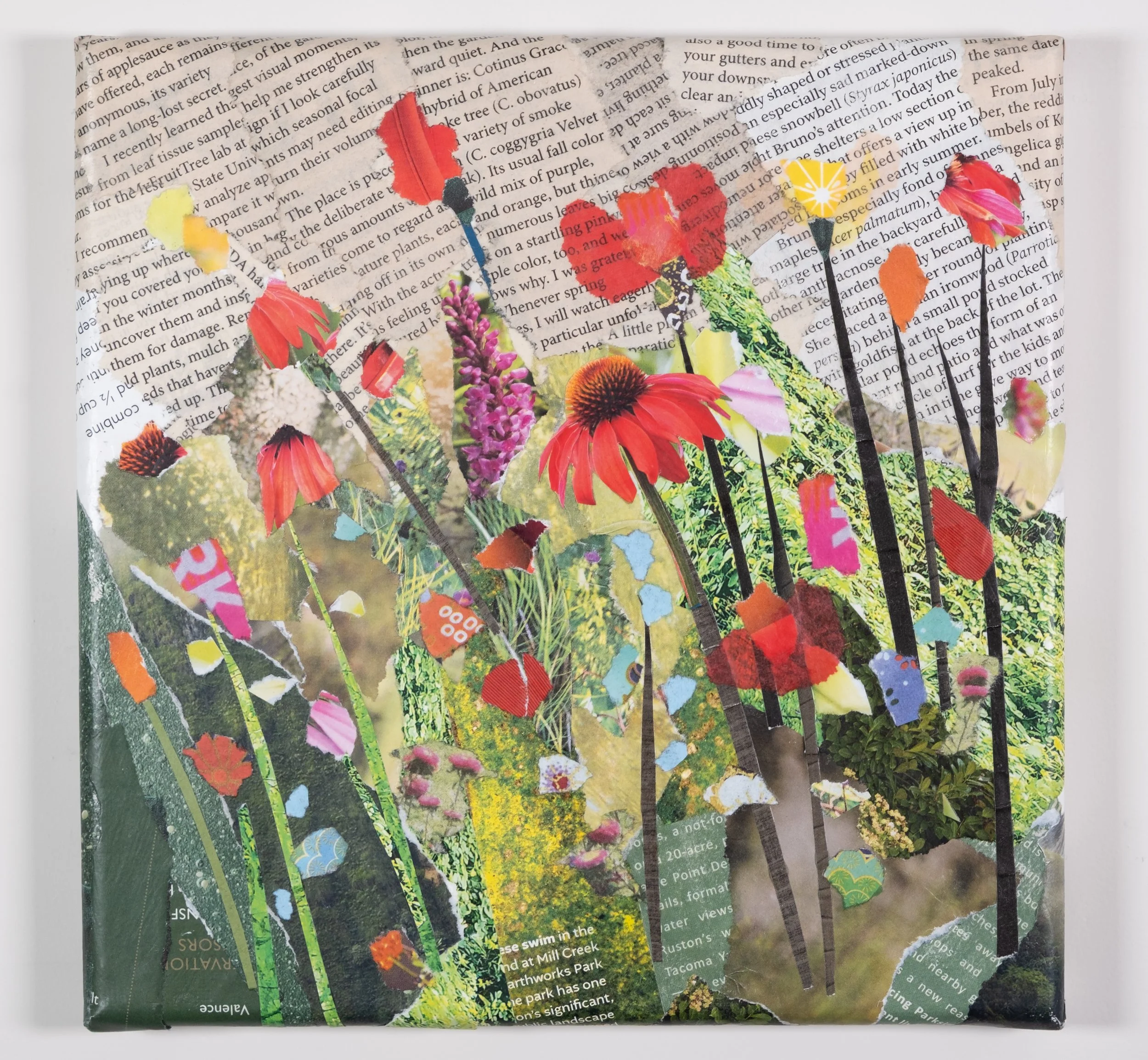 Coneflower meadow