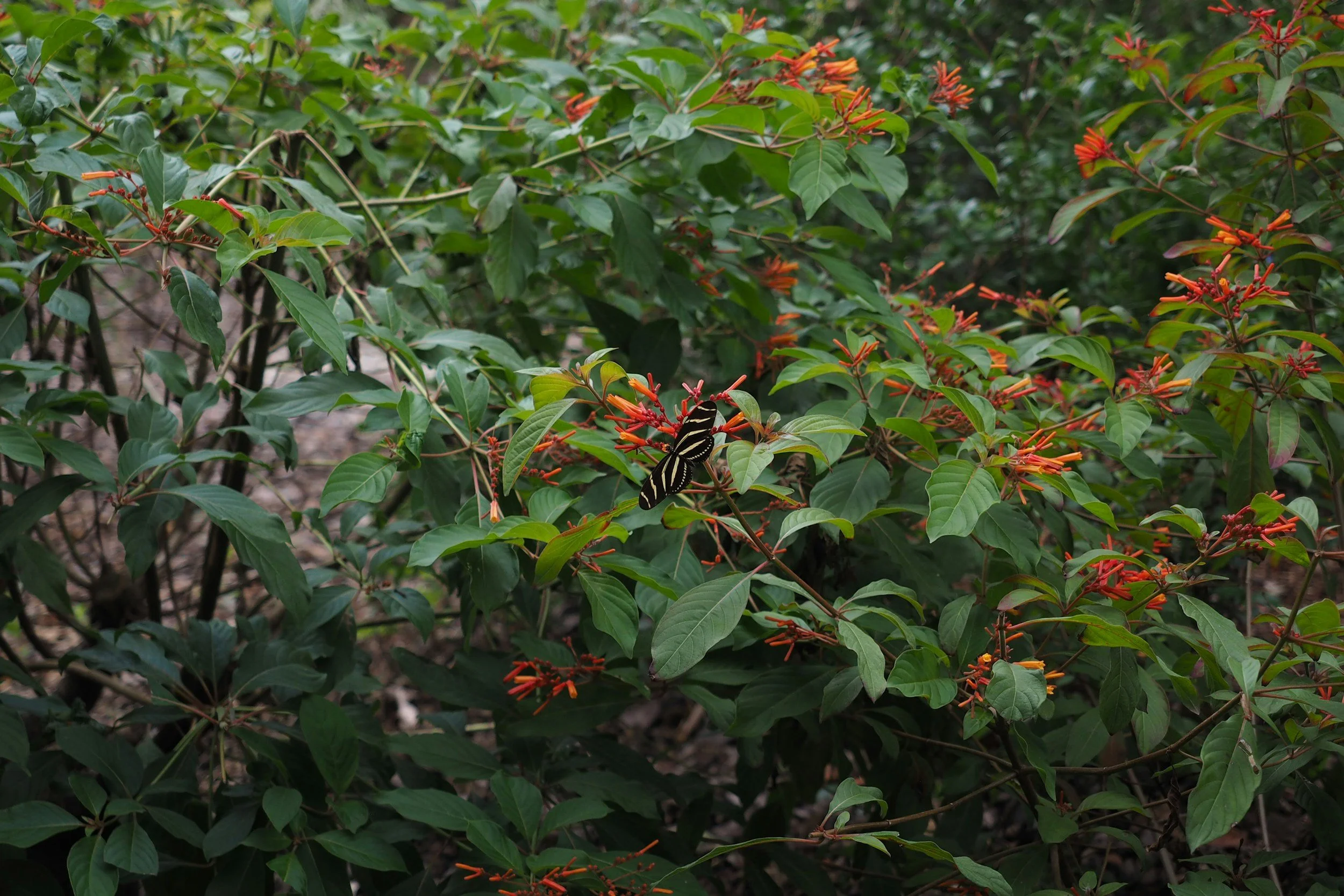Green shrub with orange tubular flowers and variegated butterfly resting on leaves