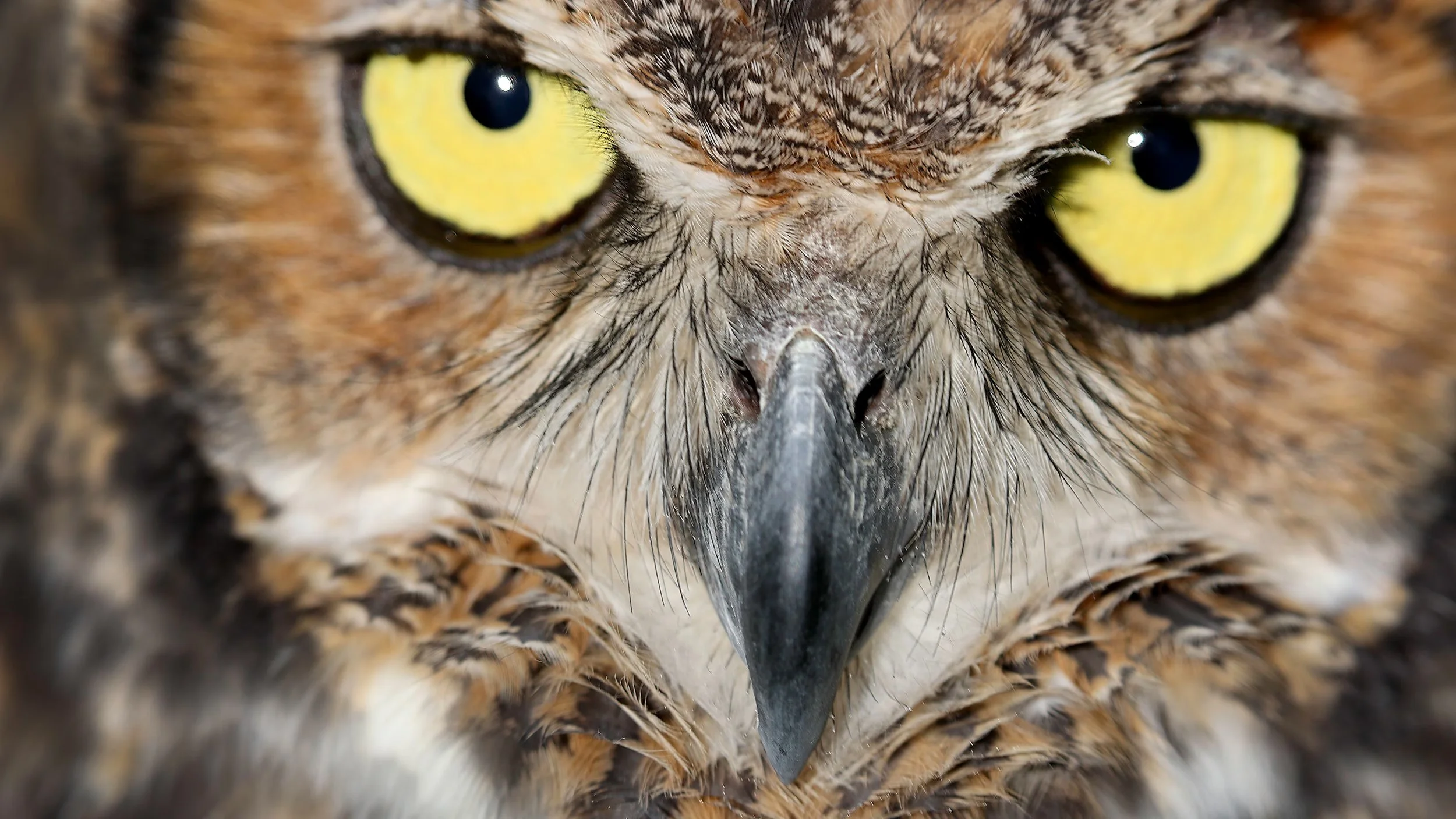 Up Close: A Photographer's Look at the Raptors of Moccasin Lake