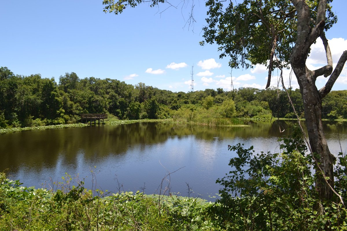 40 Years of Moccasin Lake Nature Park: A Clearwater Anniversary