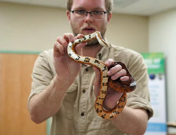 Moccasin-Lake-snake.jpg