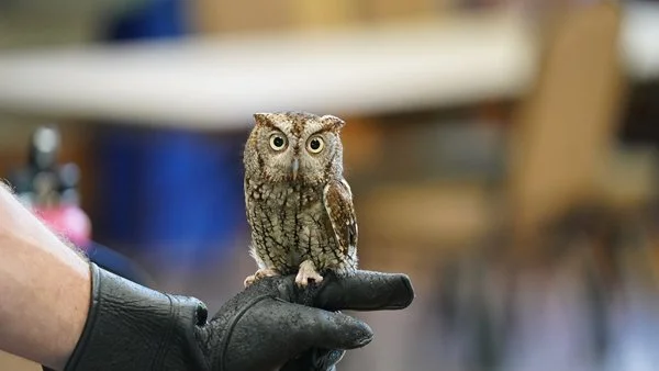 owl.jpg