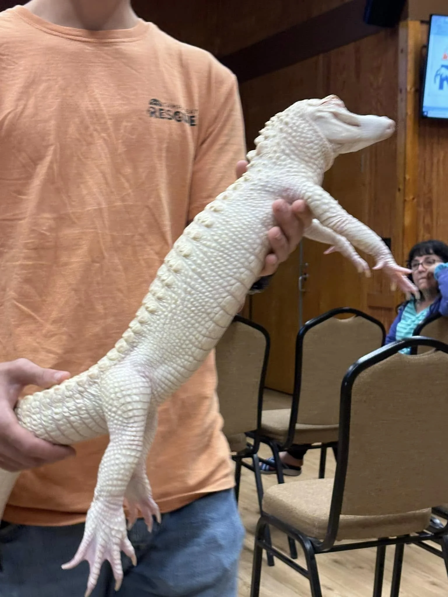 Person holding a white albino alligator in a room with chairs and a wood-paneled wall.