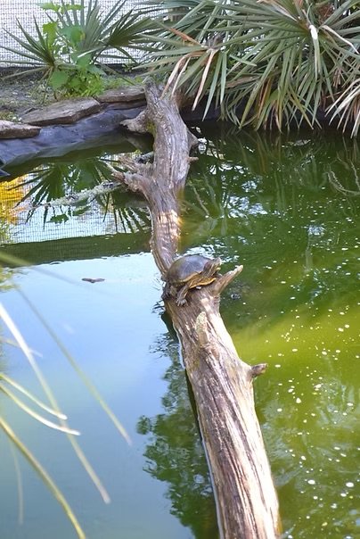 A reptile, possibly a turtle, on a fallen tree branch extending over a pond with green water, surrounded by plants and foliage.