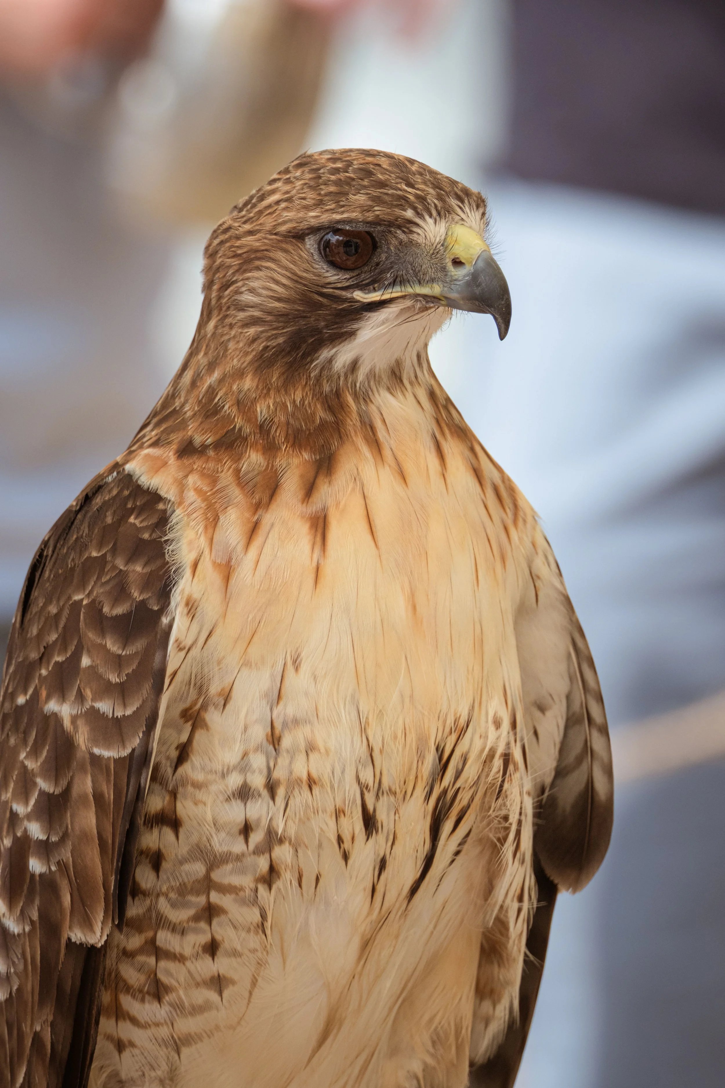 Close-up of a hawk with brown and tan feathers, sharp beak, and intense eye, standing against blurred background.