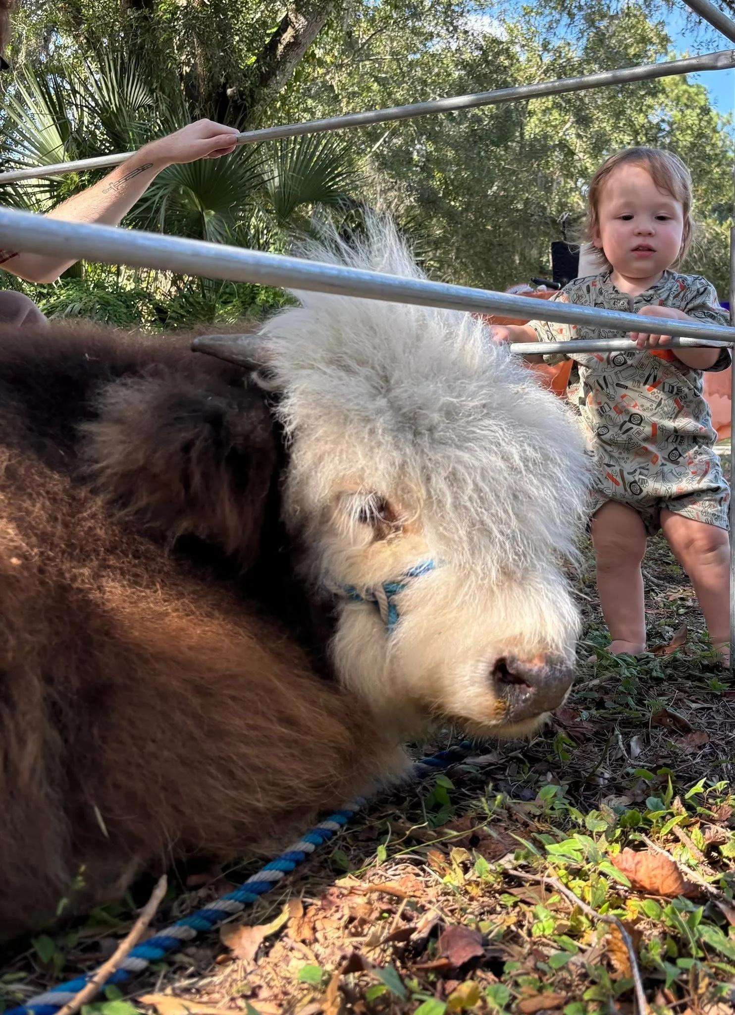Close-up of a black and white puppy laying on the ground with a brown and white puppy in the foreground, little girl in a patterned shirt standing behind and to the side, holding a metal railing in an outdoor setting with trees and foliage.