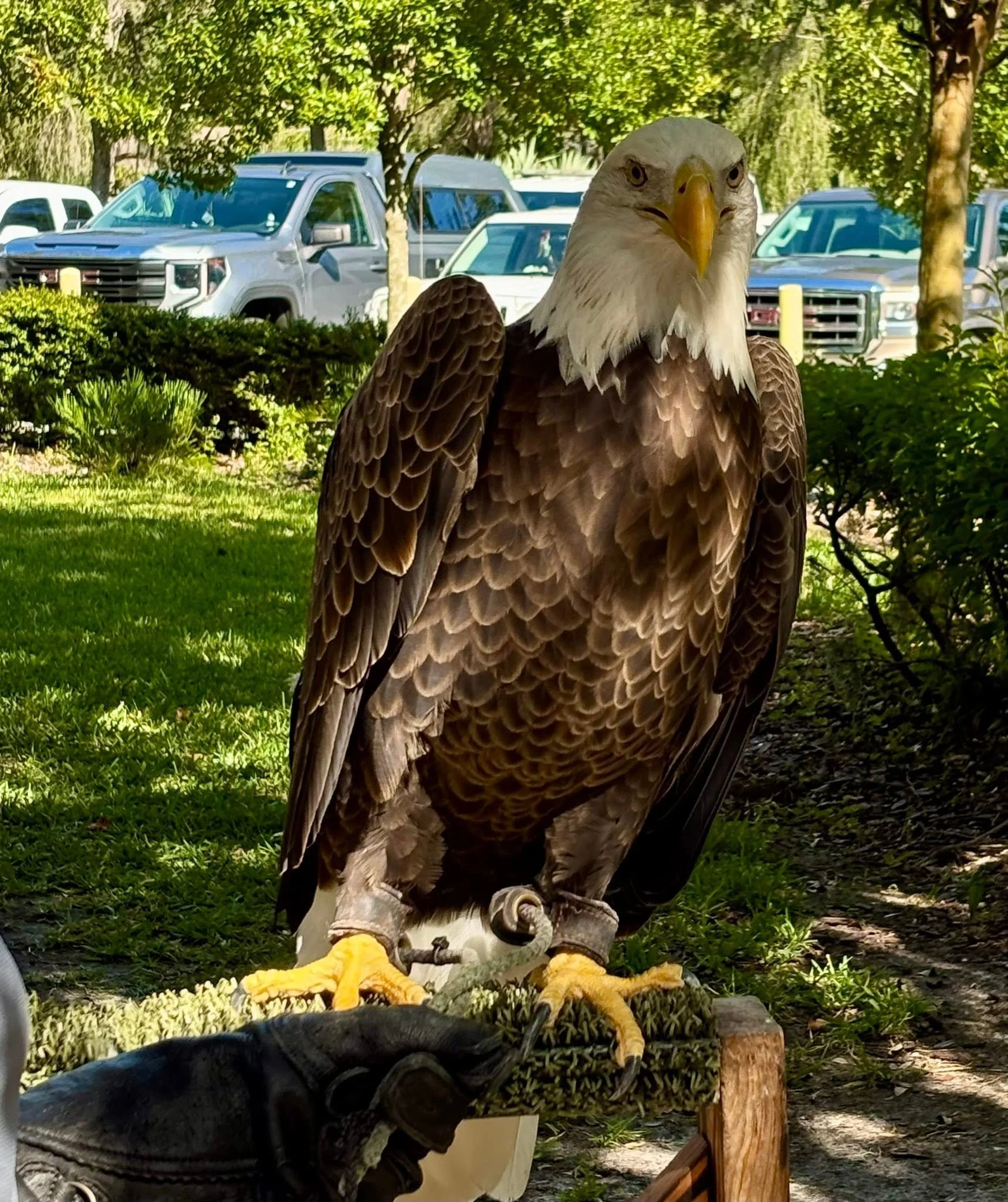 A bald eagle perched on a wooden stand outdoors with a parking lot and trees in the background.