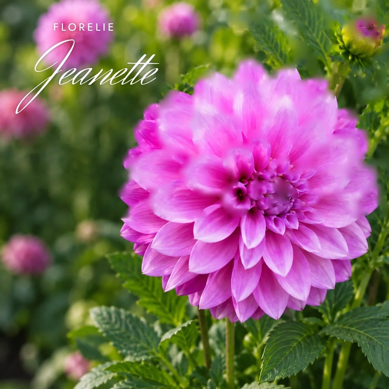 Florelie Jeanette
