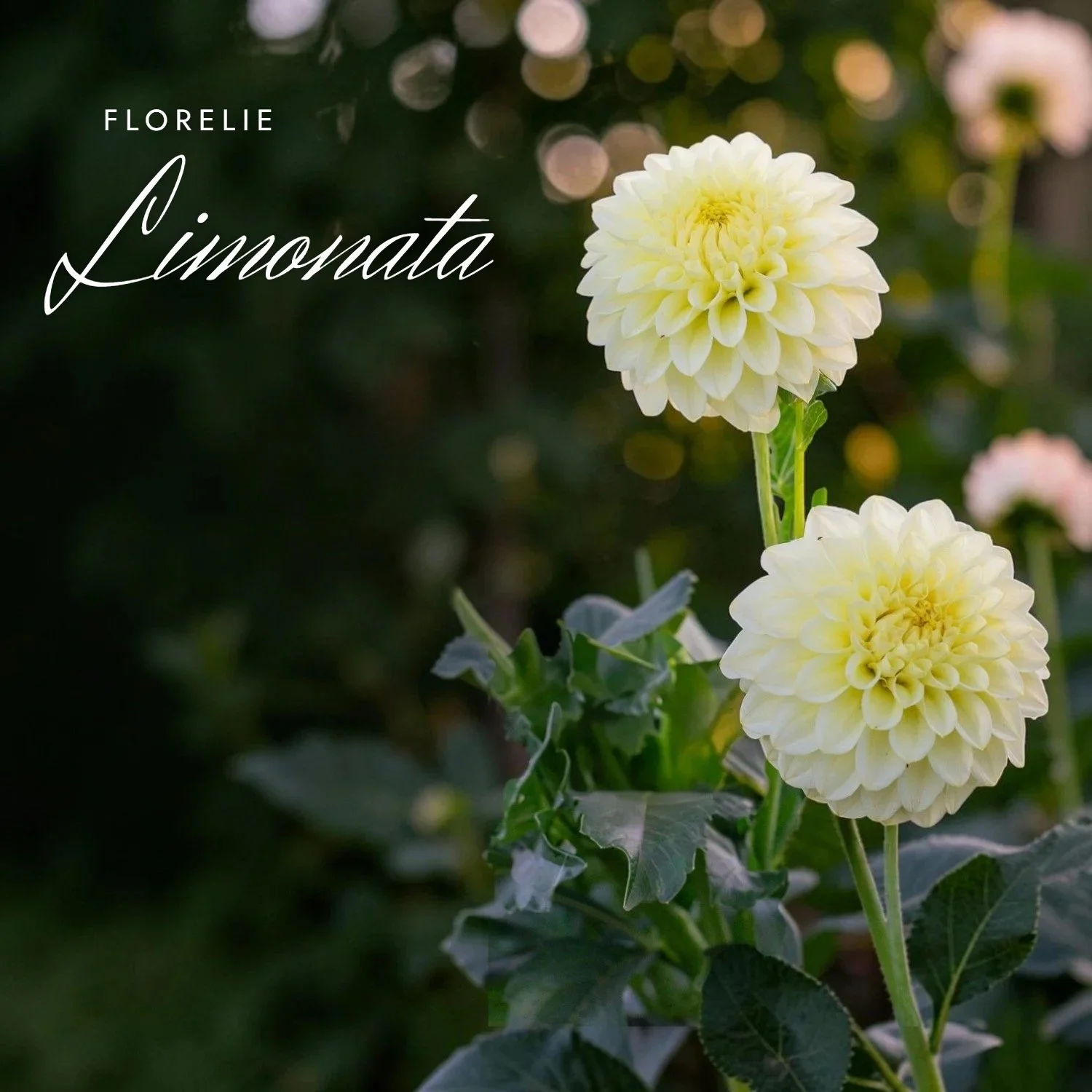 Florelie Limonata