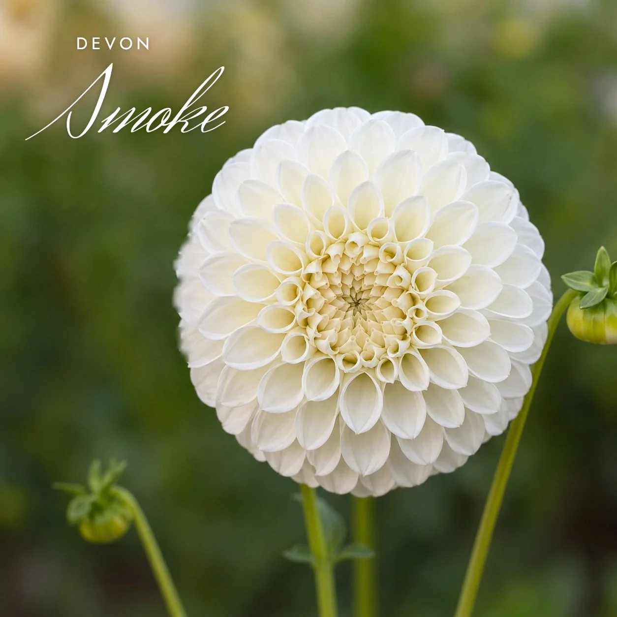 Devon Smoke