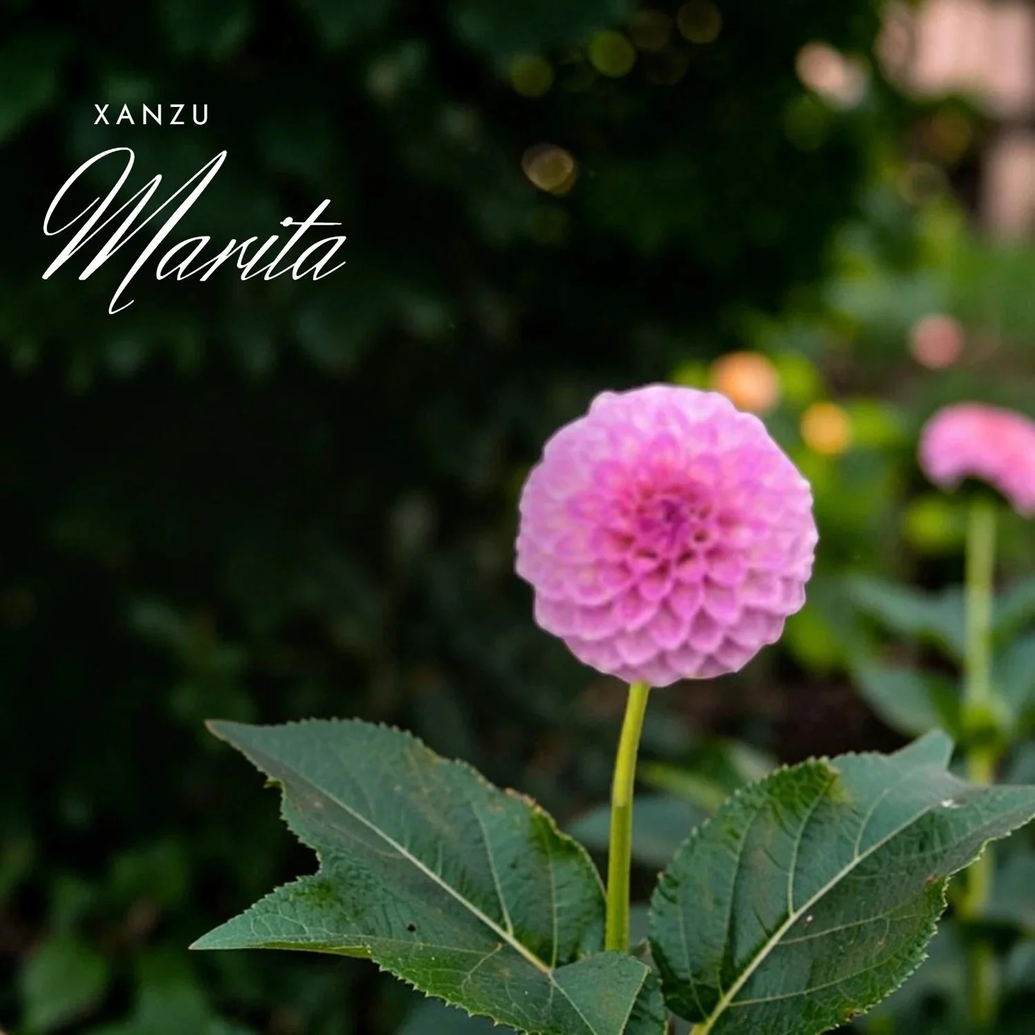 Xanzu Marita