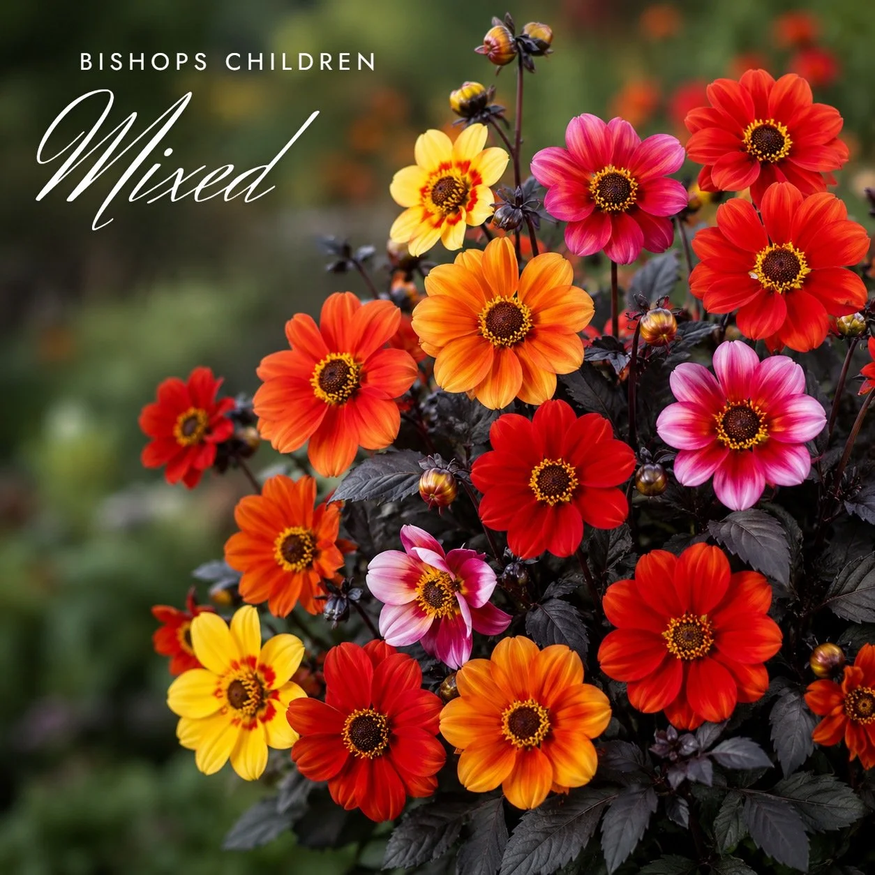 Bishops Children Mixed