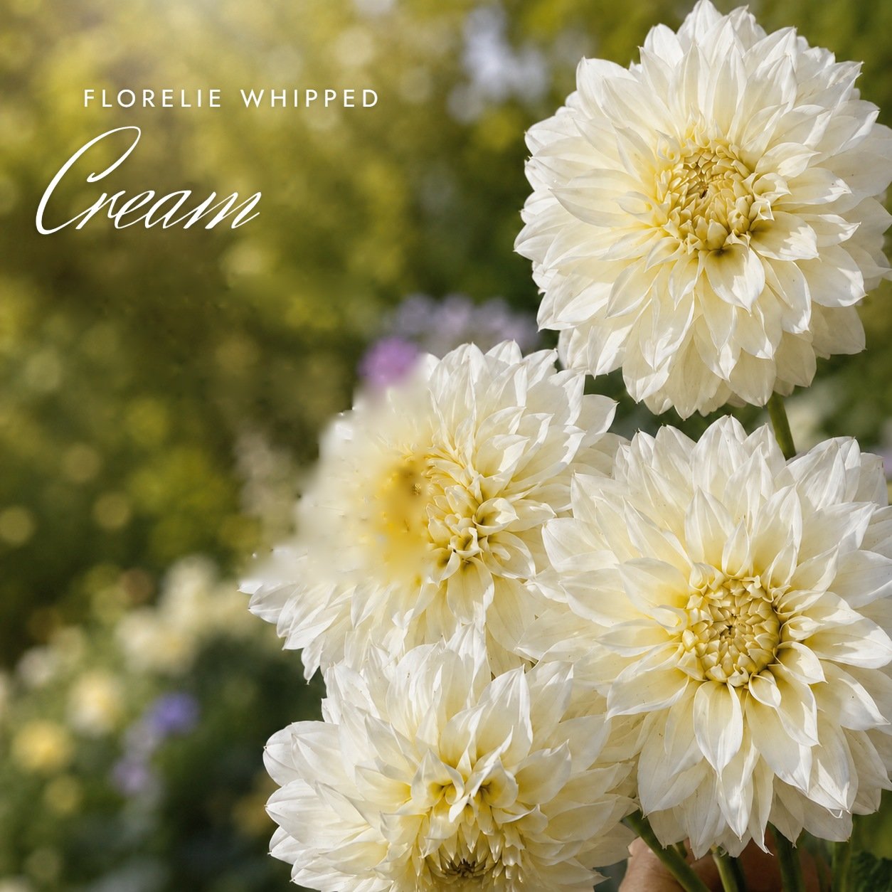 Florelie Whipped Cream