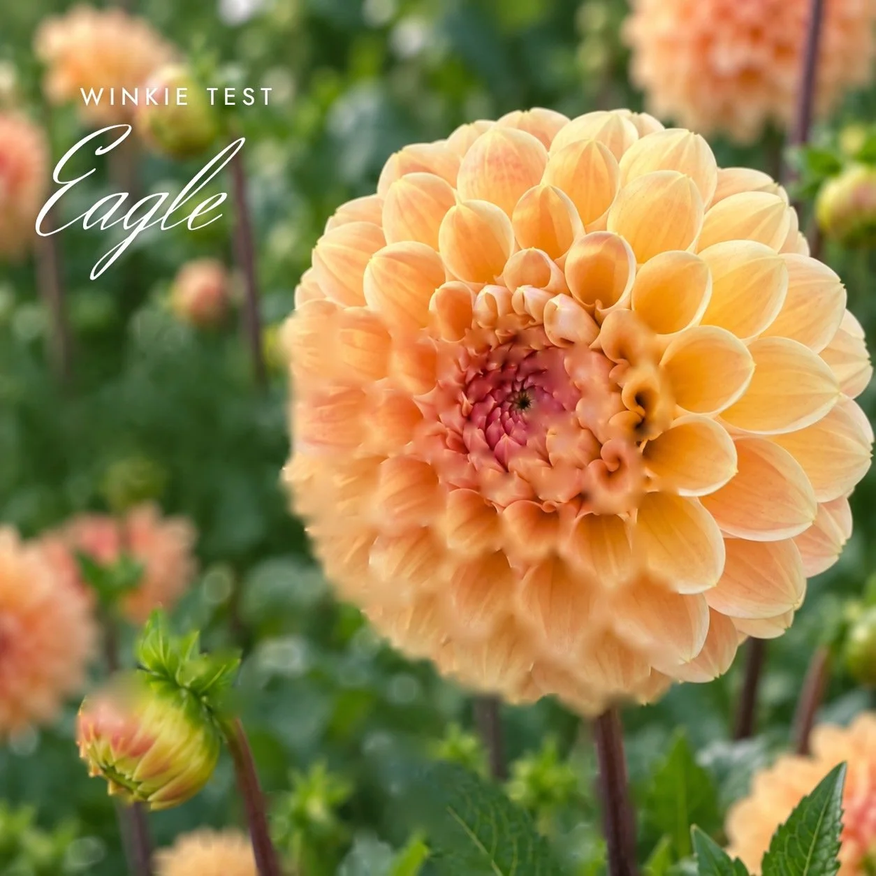 Winkie Test Eagle