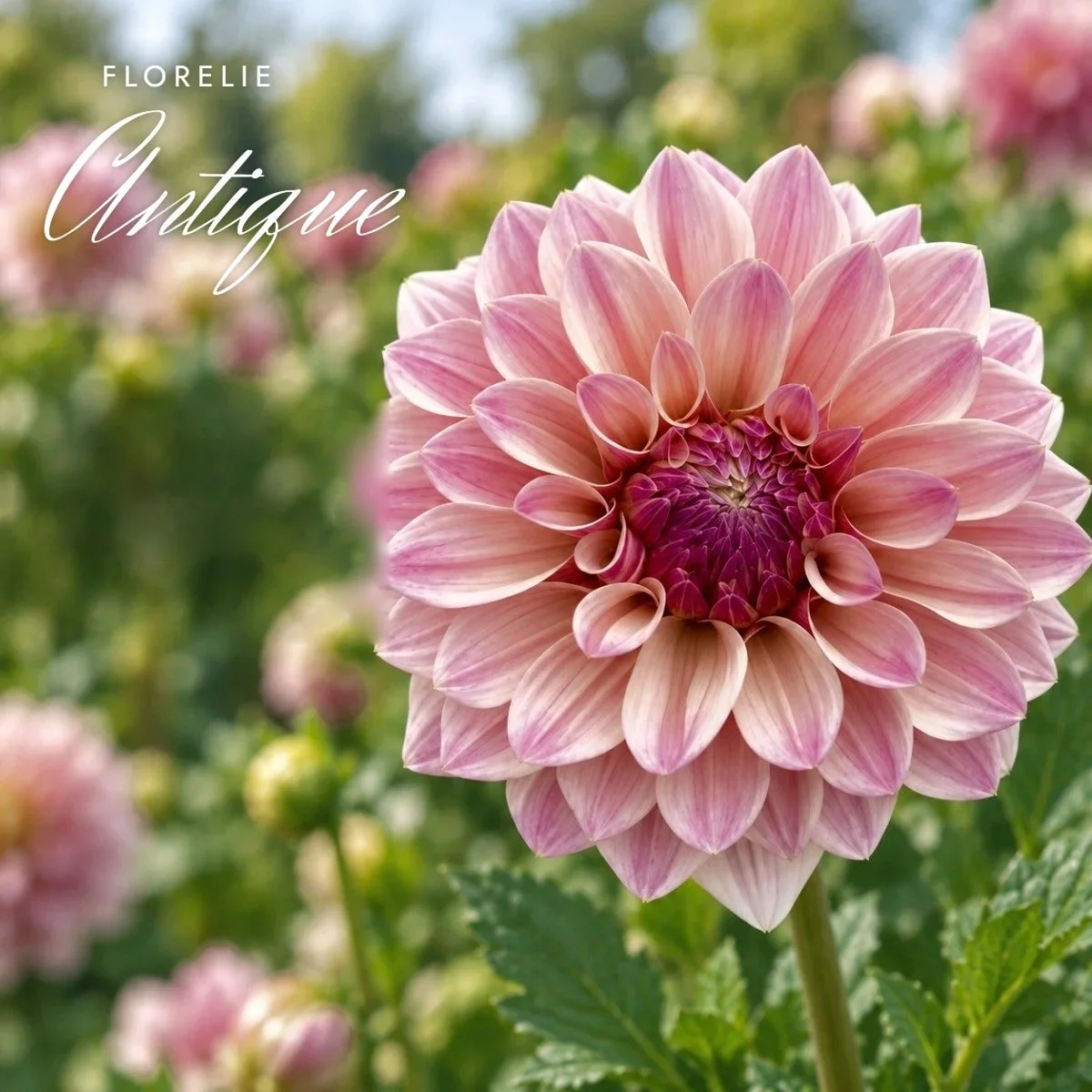 Florelie Antique