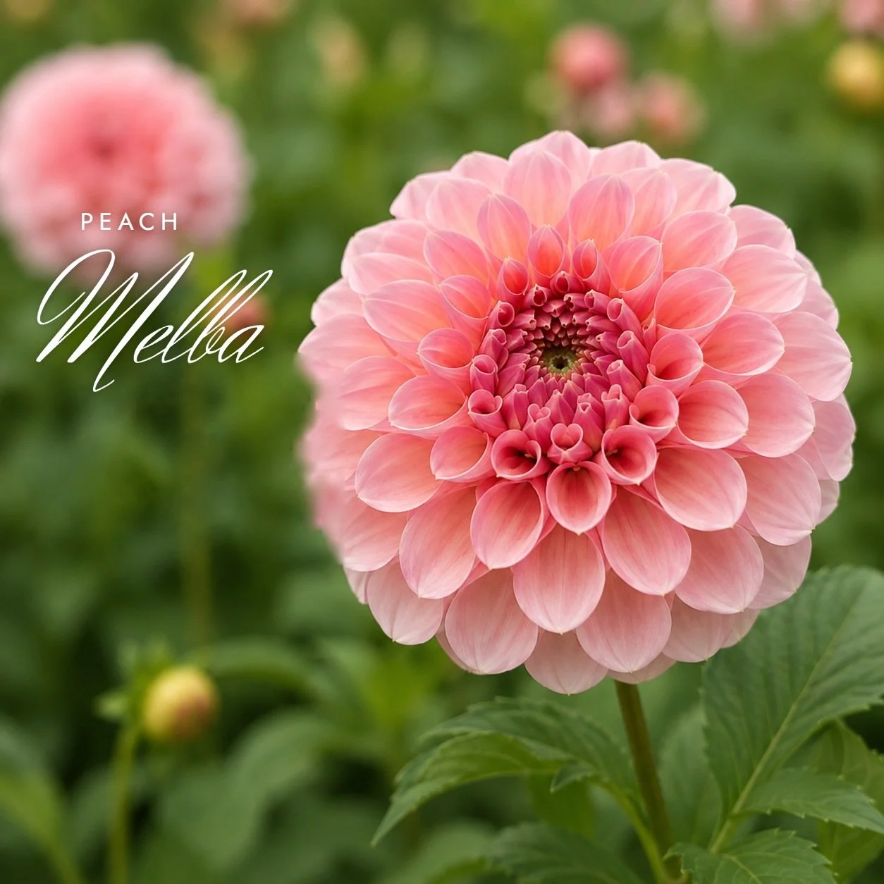 Peach Melba