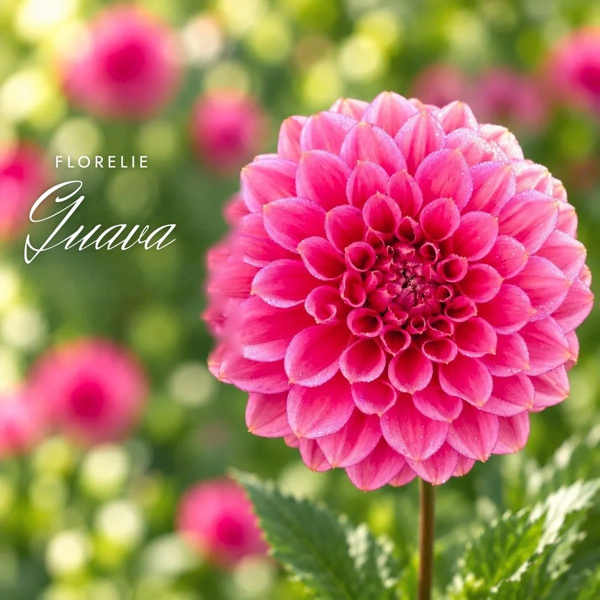 Florelie Guava