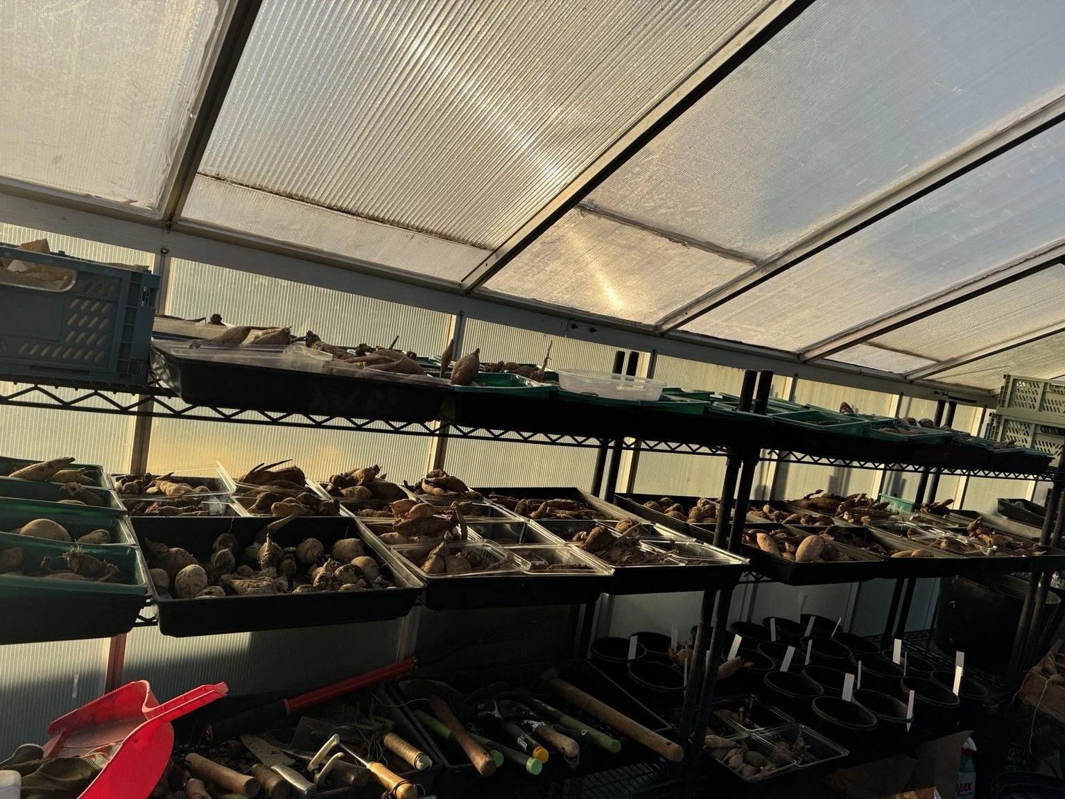 Digging &amp; Dividing Dahlias: What One Winter Taught Me
