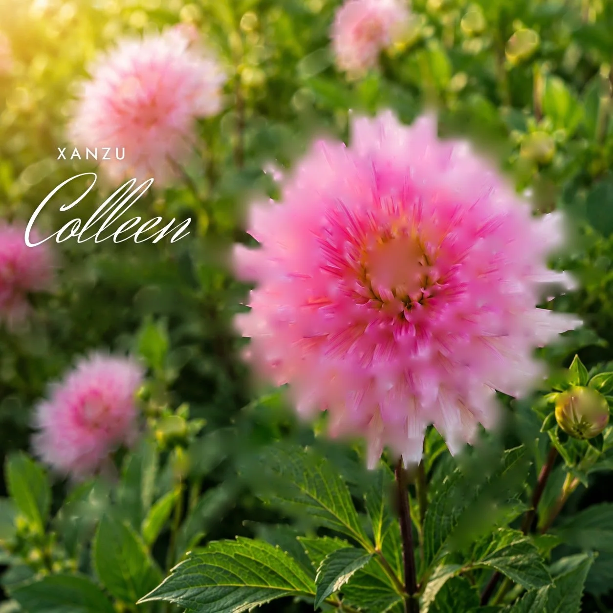 Xanzu Colleen