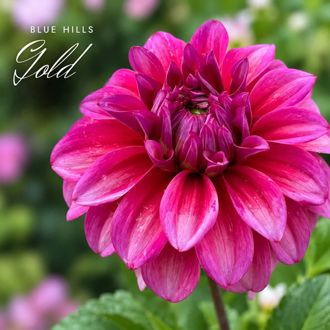 Blue Hills Gold
