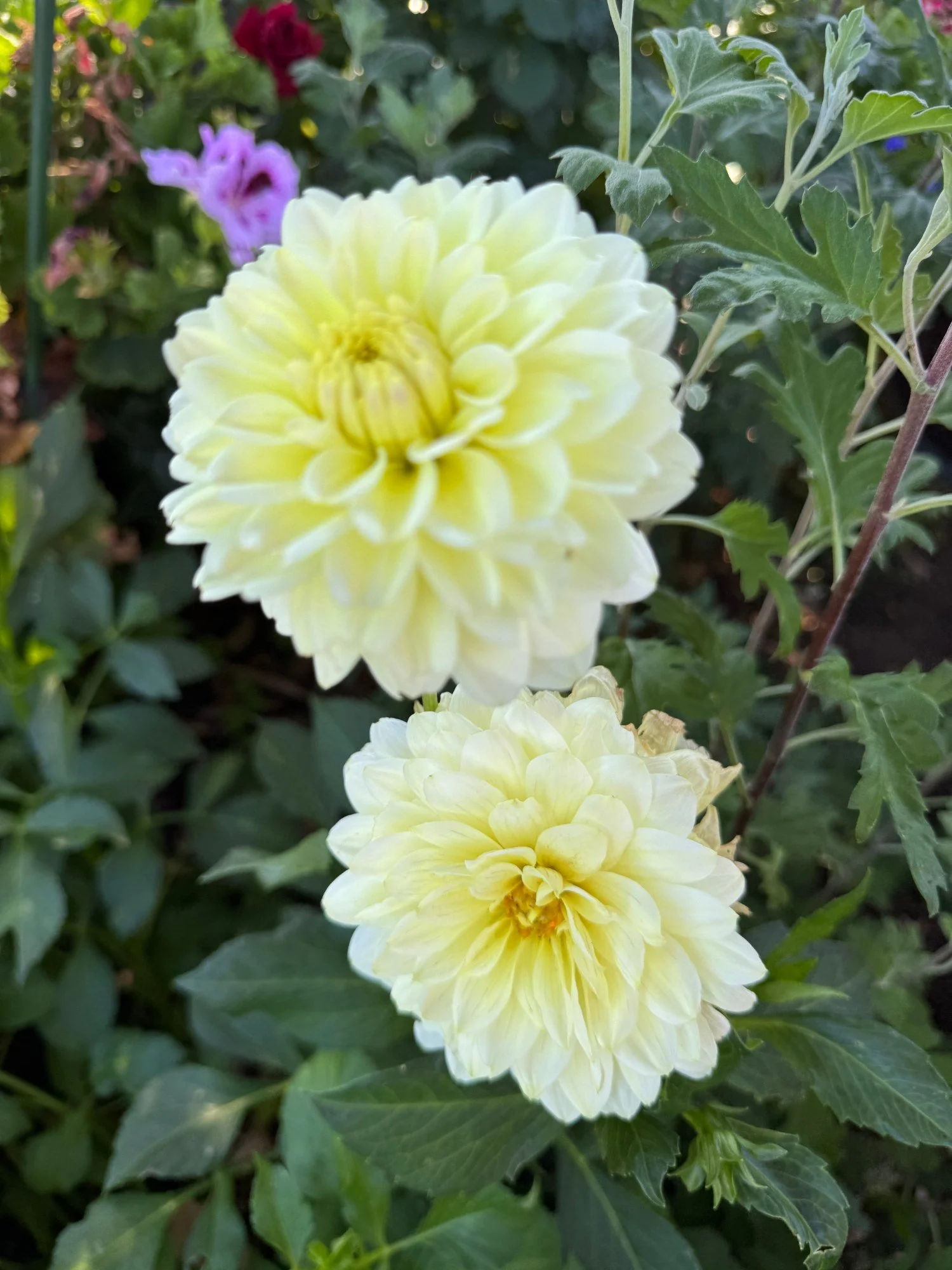 Florelie-Winter-Sunshine.jpg