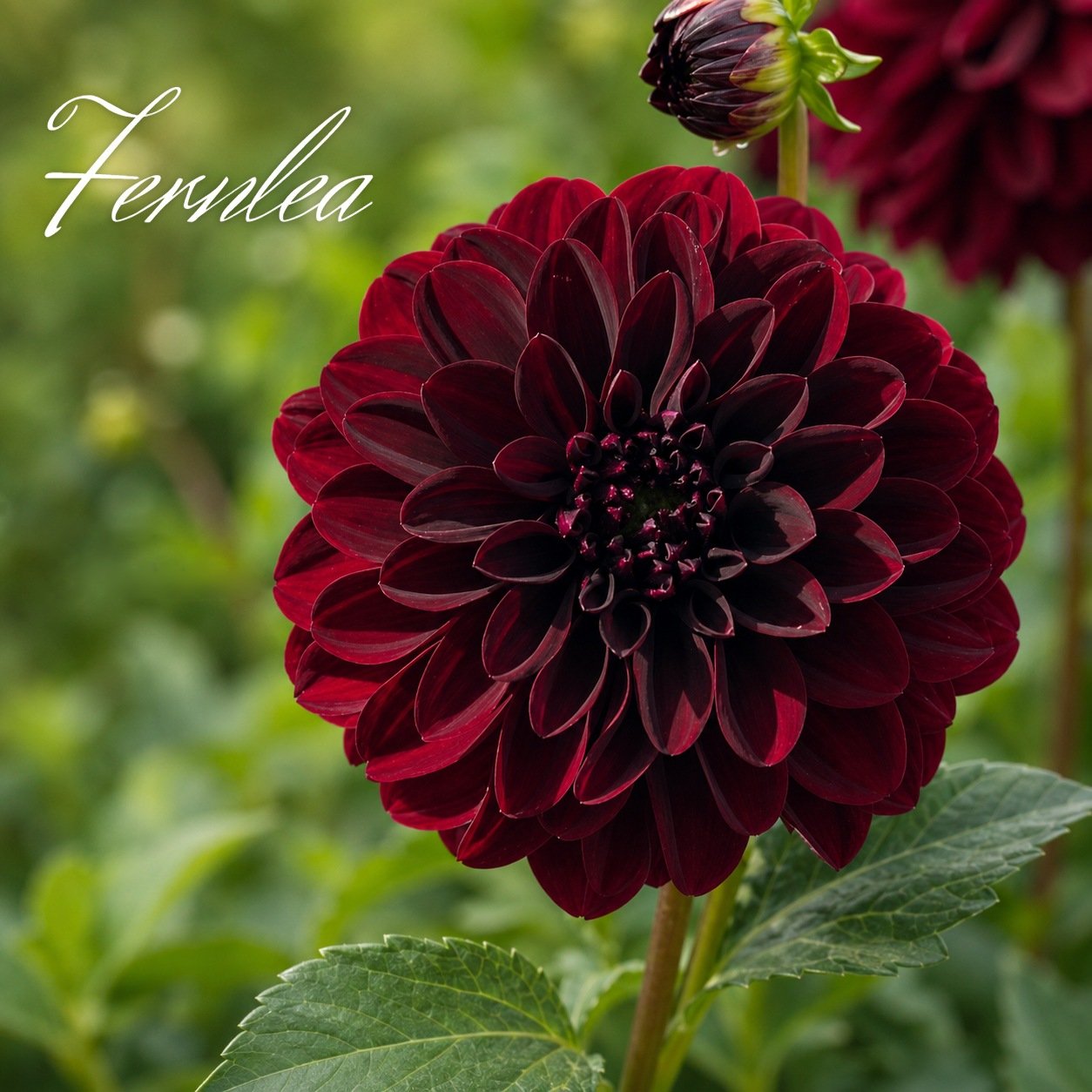 Fernlea