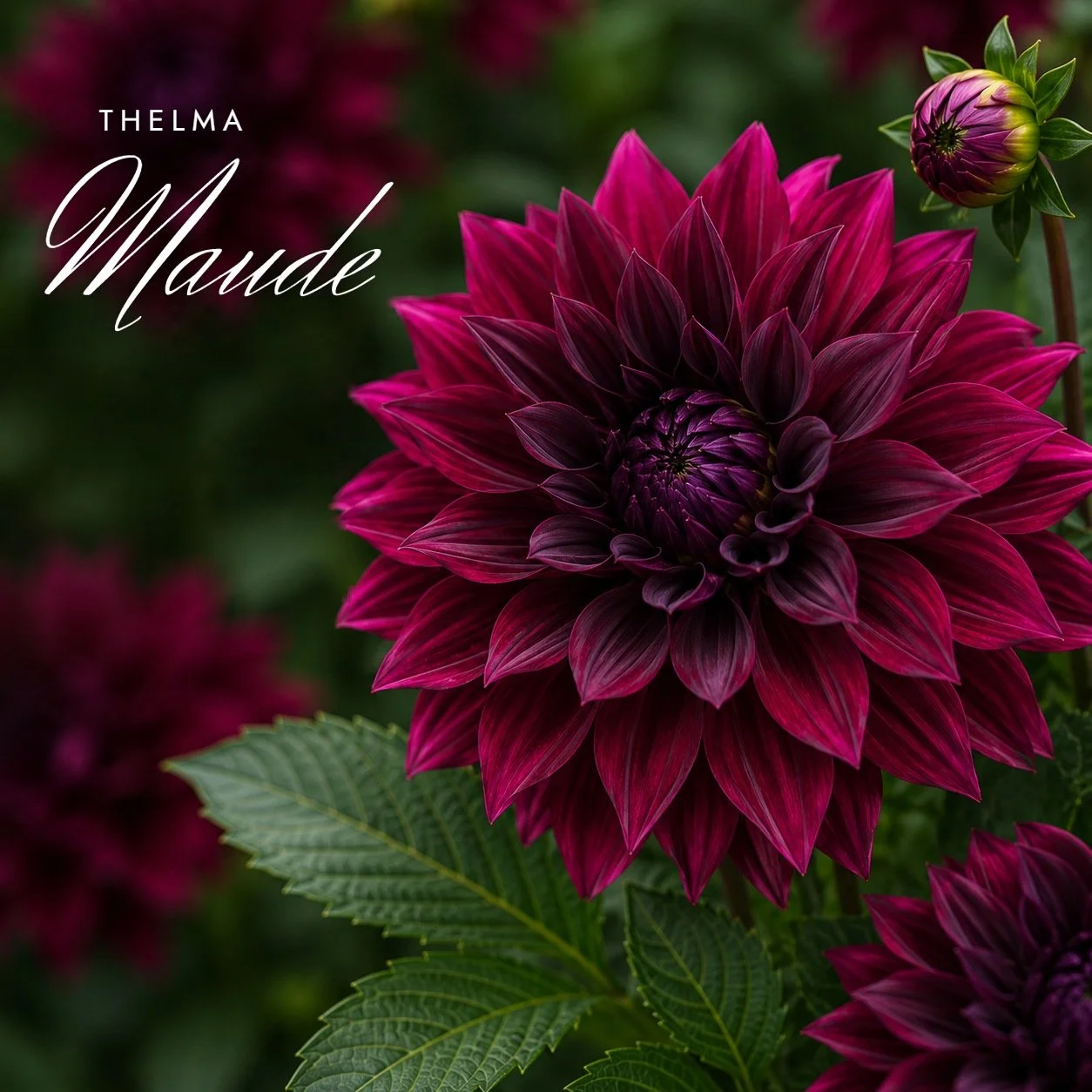 Thelma Maude