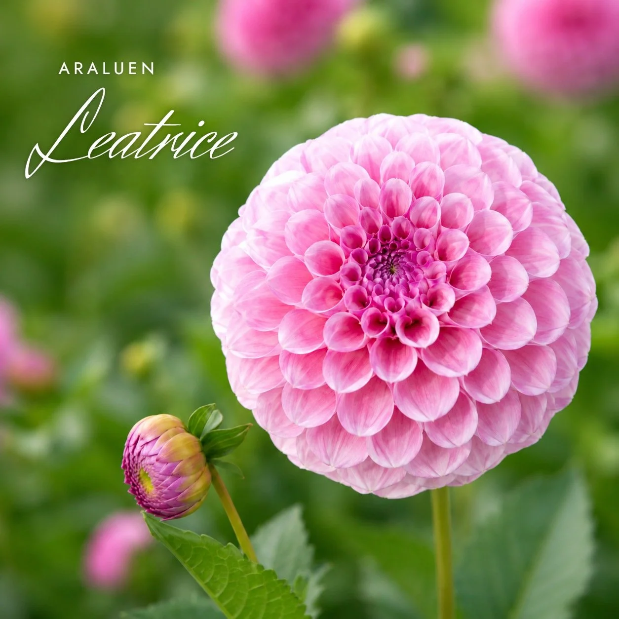 Araluen Leatrice